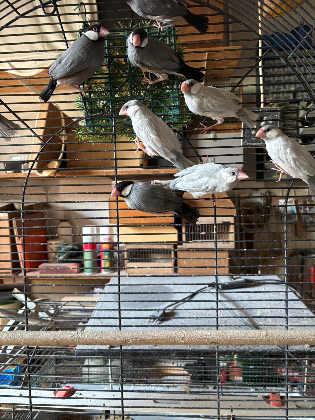 Rijst vogels, Geslacht onbekend