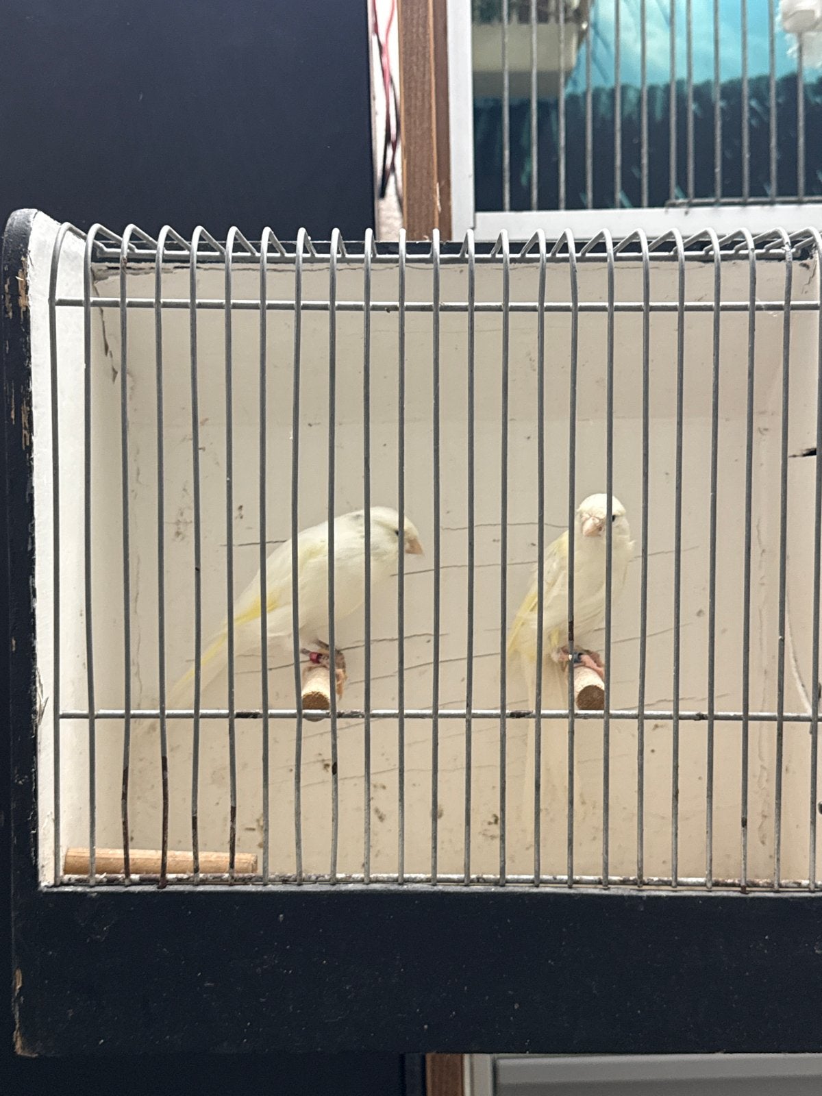 Te koop kanaries, Meerdere dieren, Kleurkanarie