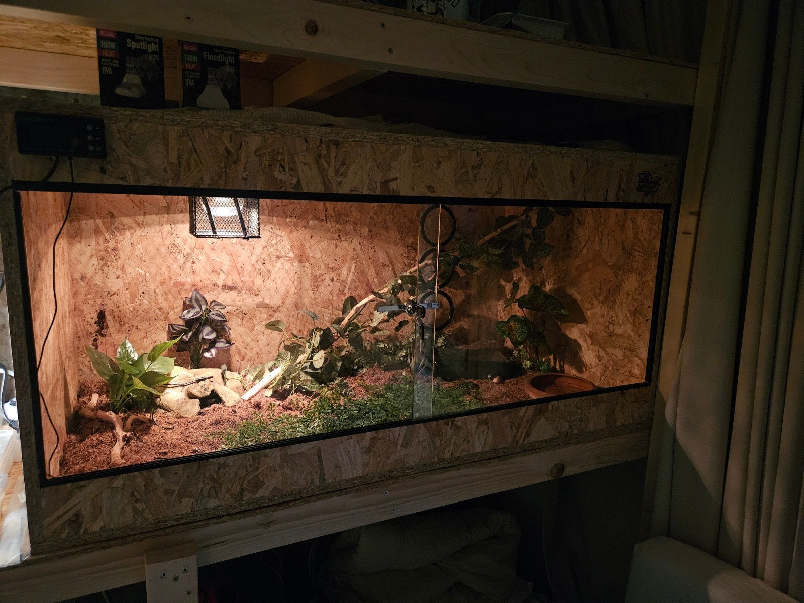 Rattenslang inclusief terrarium en toebehoren Rat Snake photo 6