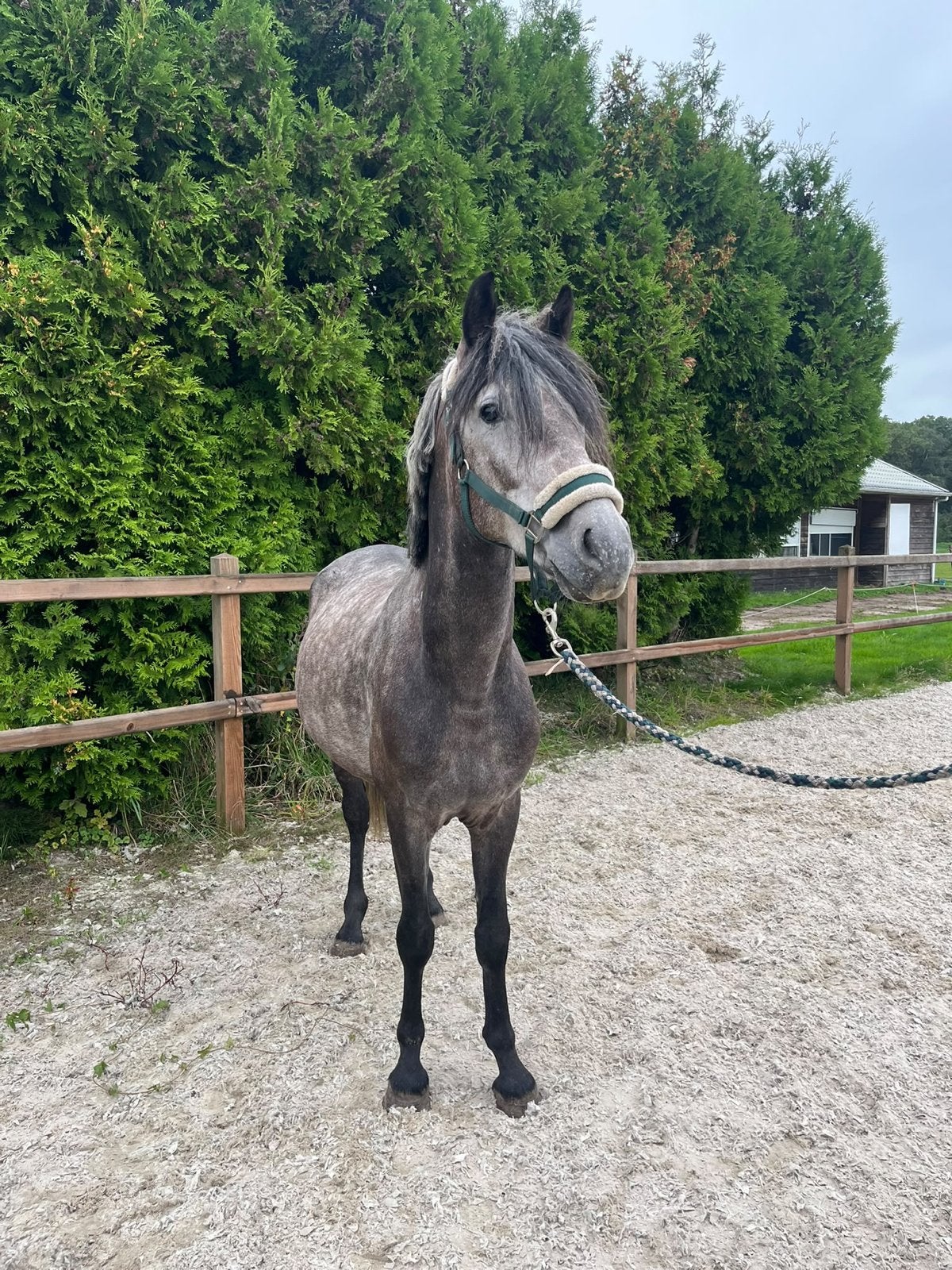 Stoere 5 jarige schimmelruin., Gechipt, B, Ruin, 3 tot 6 jaar