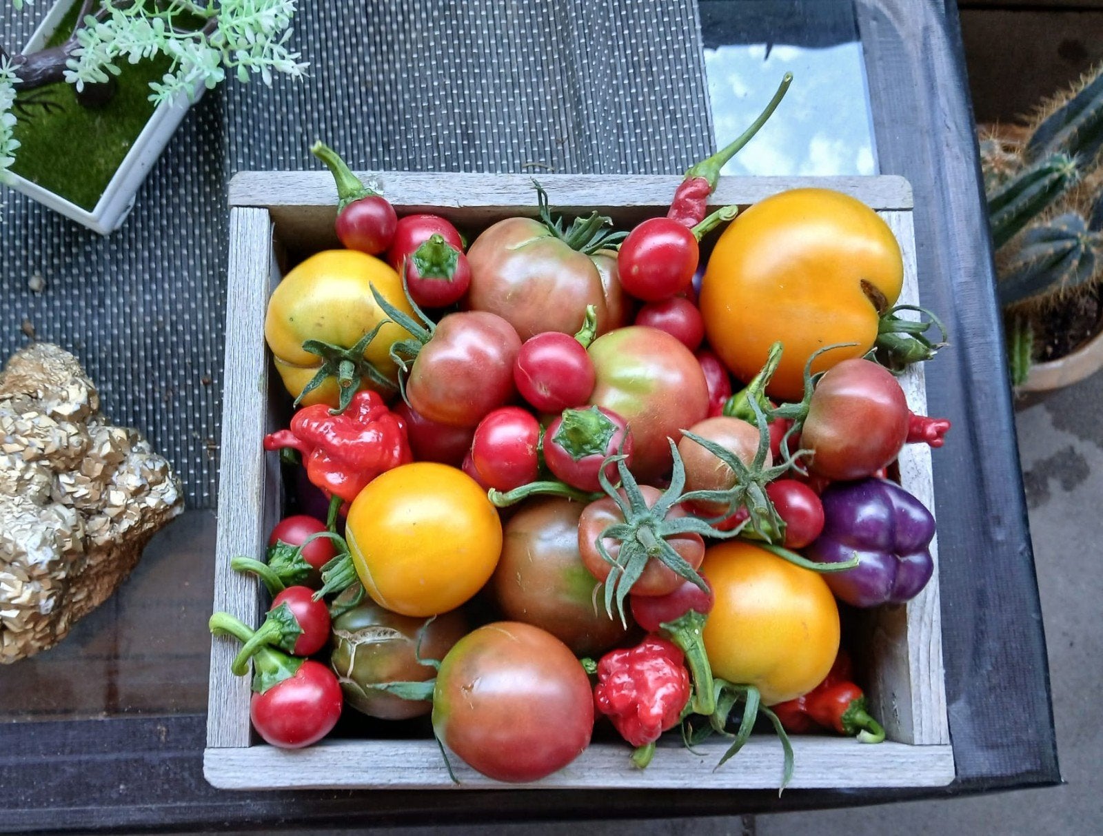 Verse tomaten en pepers uit eigen tuin, Ophalen of Verzenden