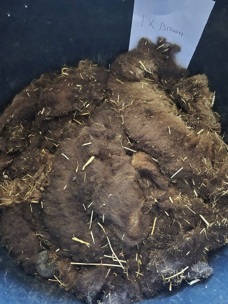4 emmers wol van Ouessant schapen; zwart, bruin en wit, Vrouwelijk, Schaap