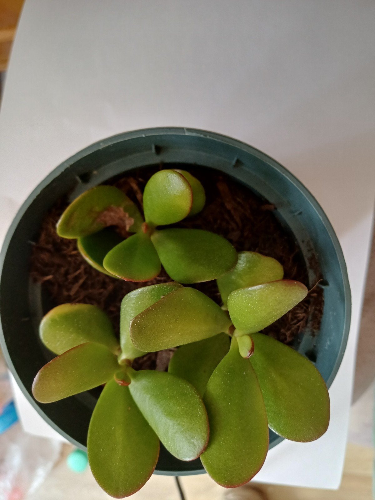 Te koop, In pot, Minder dan 100 cm, Groene kamerplant, Halfschaduw