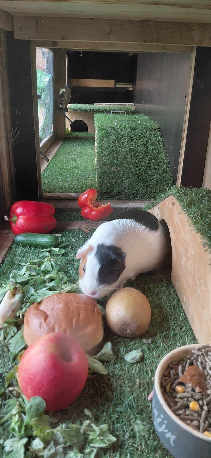 cavia zeug bont kort haar zoekt maatje🏡, Dieren en Toebehoren, November, Vrouwelijk, Cavia