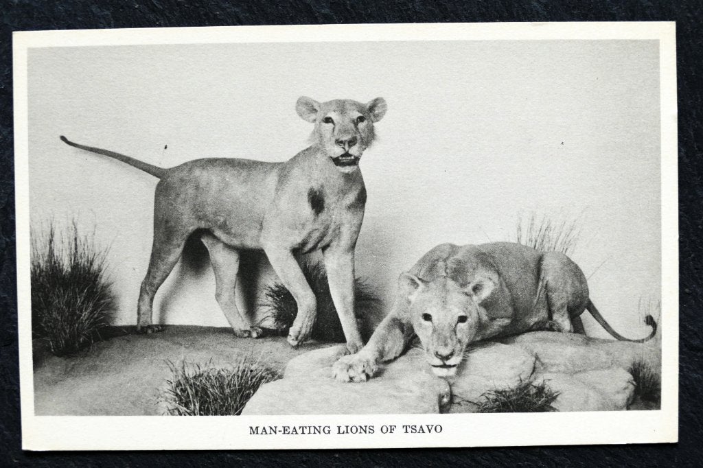 Opgezette leeuwen (Man-eating Lions of Tsavo), Chicago, Verzenden, 1920 tot 1940, Ongelopen, Wild dier