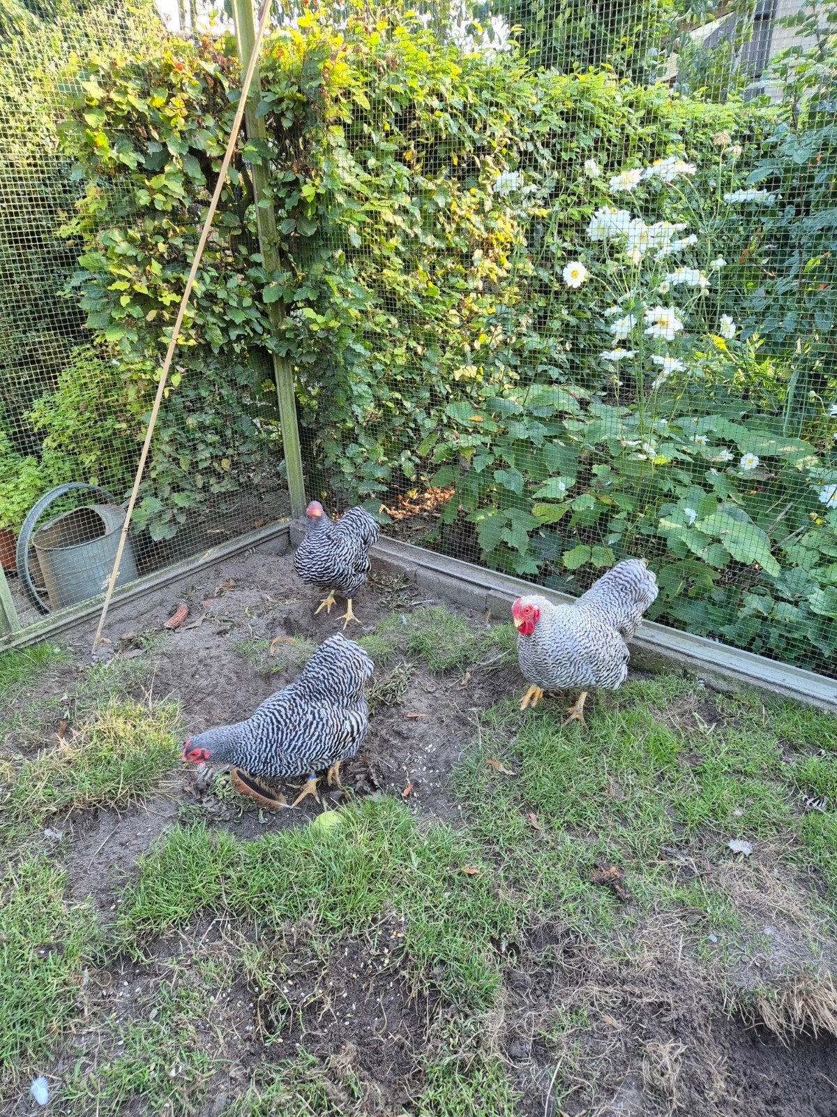 Gestreepte Wyandotte van dit voorjaar, Dieren en Toebehoren, Meerdere dieren, Kip