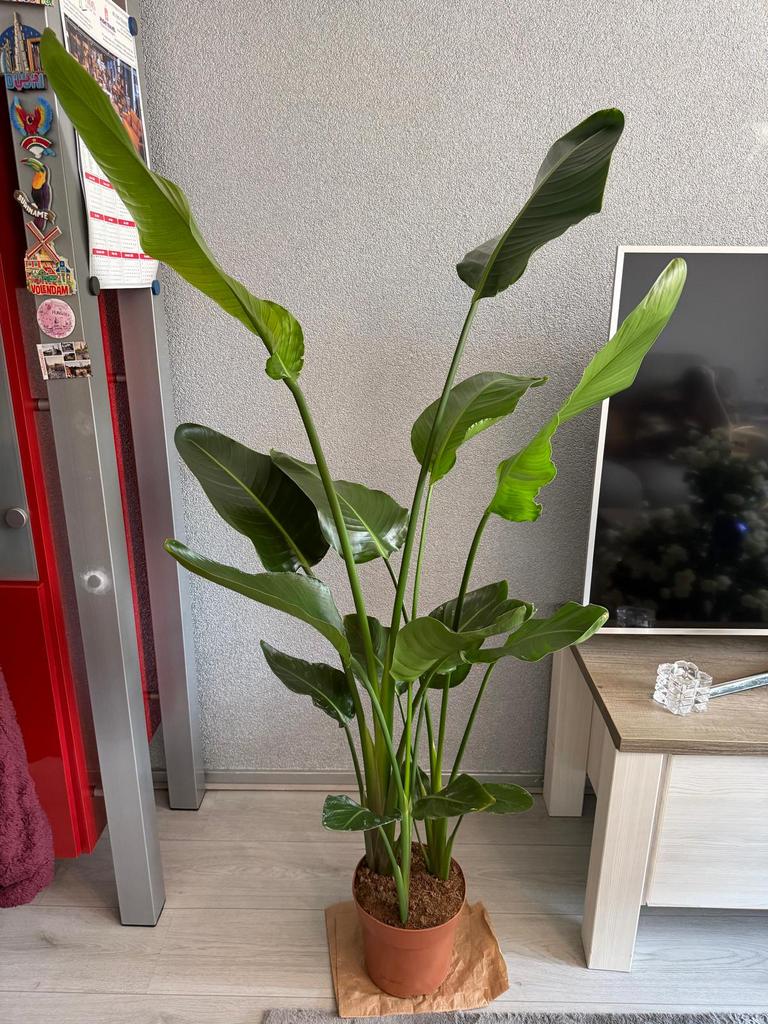 Strelitzia Nicolai, Ophalen, Halfschaduw, 150 tot 200 cm