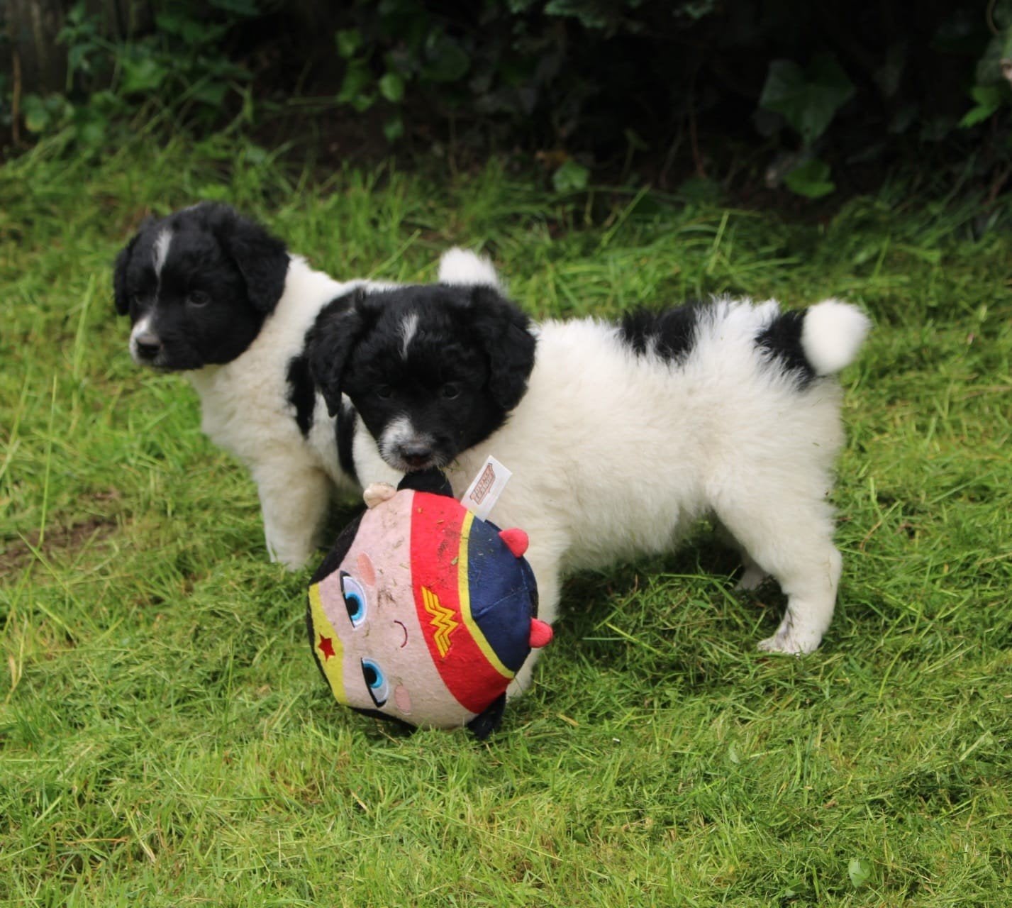 Te koop prachtige nestje Friese stabij puppy's, Dieren en Toebehoren, Honden | Niet-rashonden, Parvo, 8 tot 15 weken, Meerdere