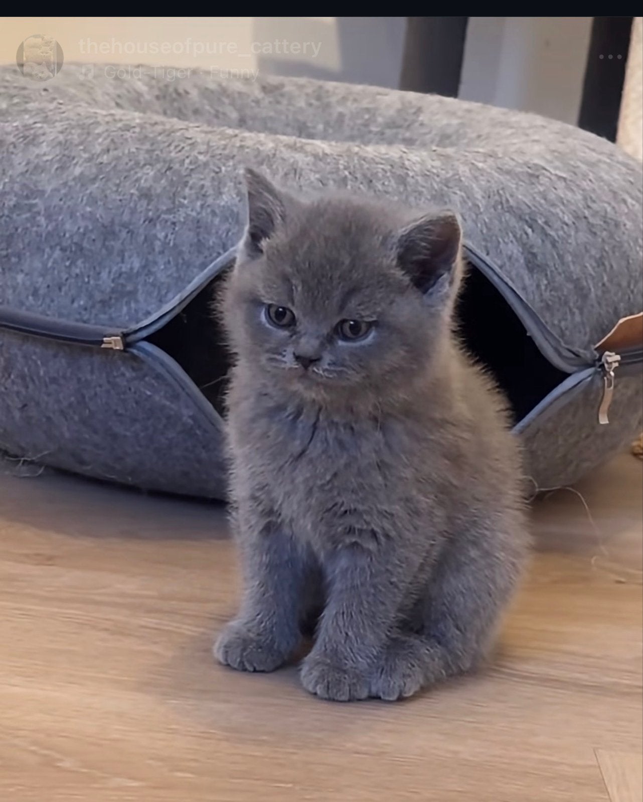 Raszuivere kittens beschikbaar 2 poesjes (blauw & lilac), Dieren en Toebehoren, Katten en Kittens | Overige Katten, Poes, Kortharig