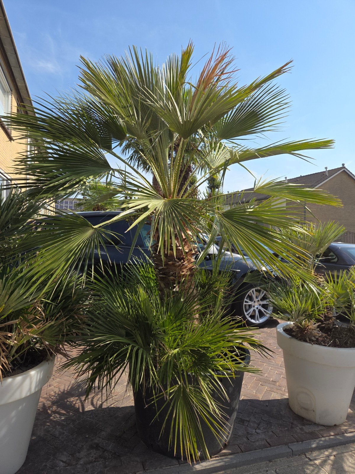 Europese Dwergpalm XL - Winterharde Palmboom, Volle zon, Vaste plant, Bloeit niet, Ophalen