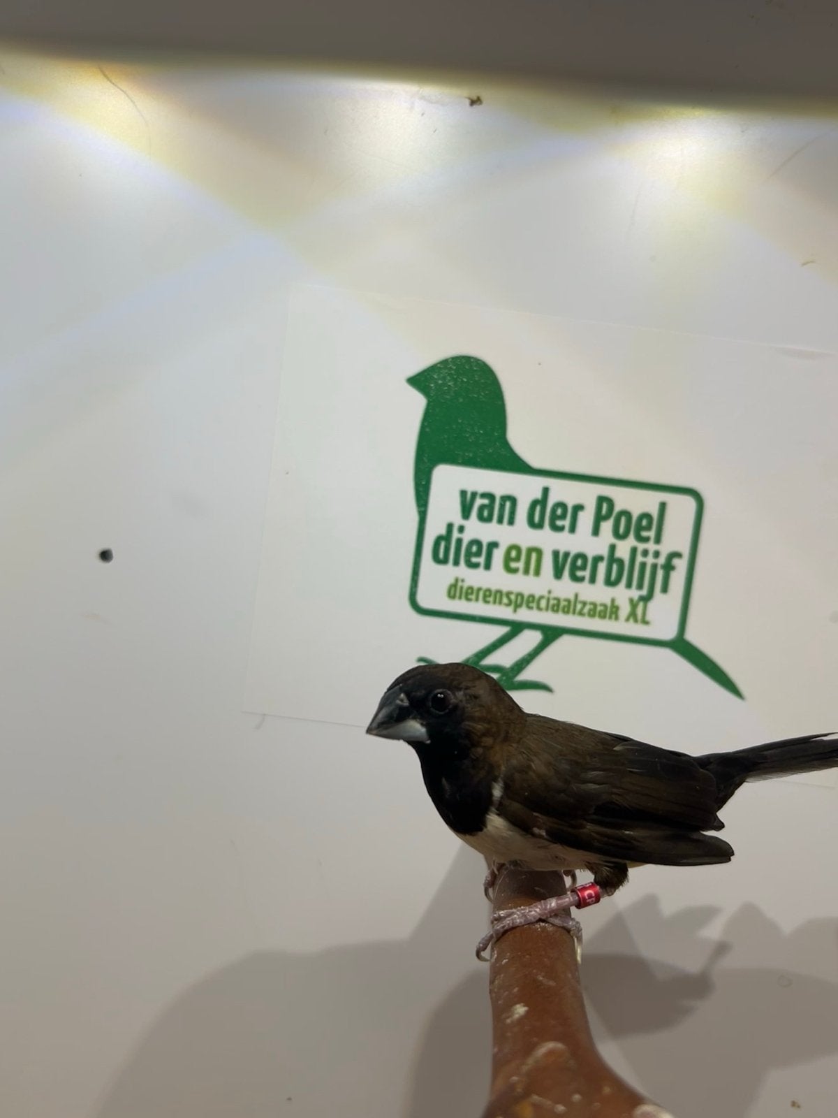 1-1 java bronzemannetje, Meerdere dieren, Tropenvogel, Geringd