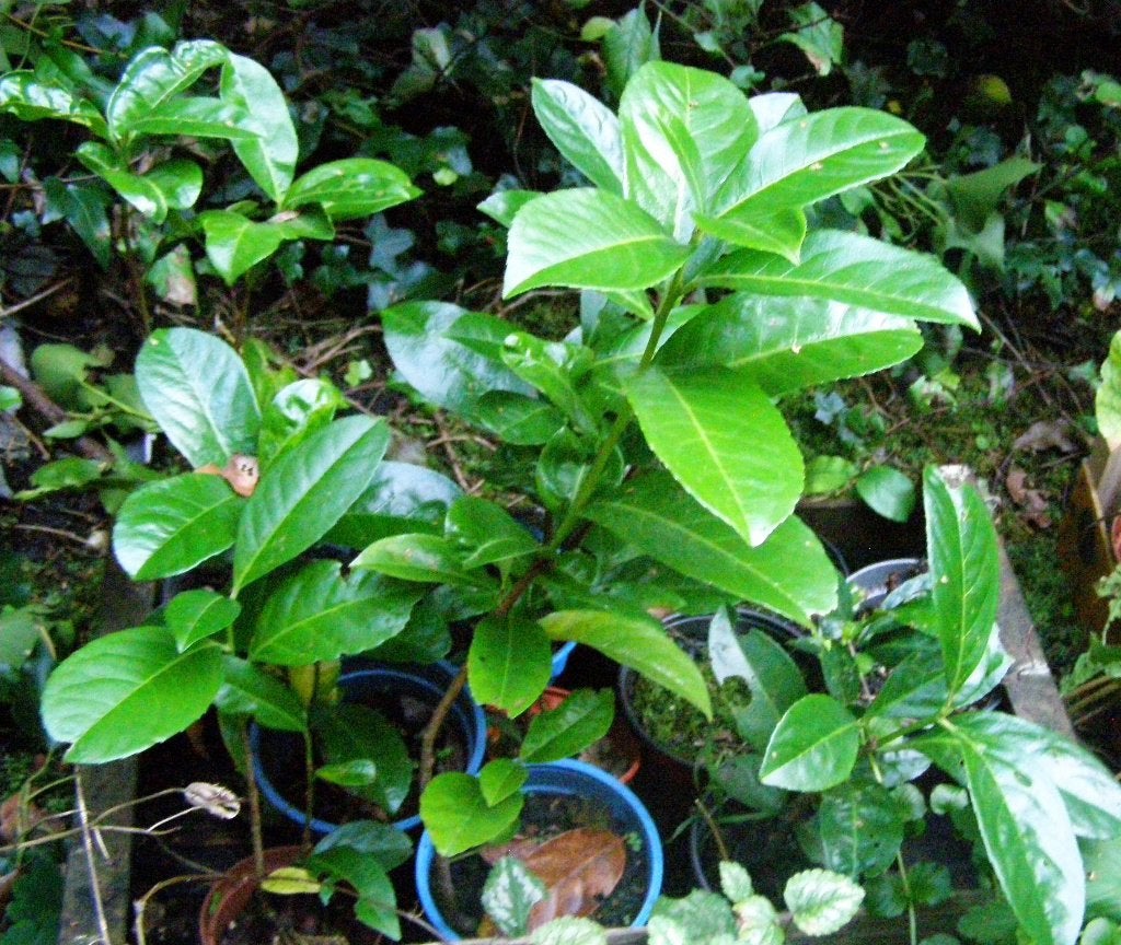 Laurierskers planten in pot hagen afscheidingplanten, Ophalen of Verzenden, Overige soorten, Haag, Minder dan 100 cm