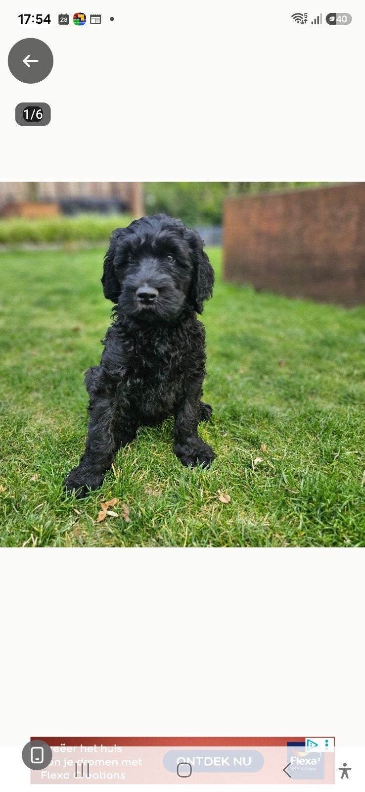 australian labradoodle zwart, Dieren en Toebehoren, Honden | Bulldogs, Pinschers en Molossers, Reu, Overige rassen, Particulier