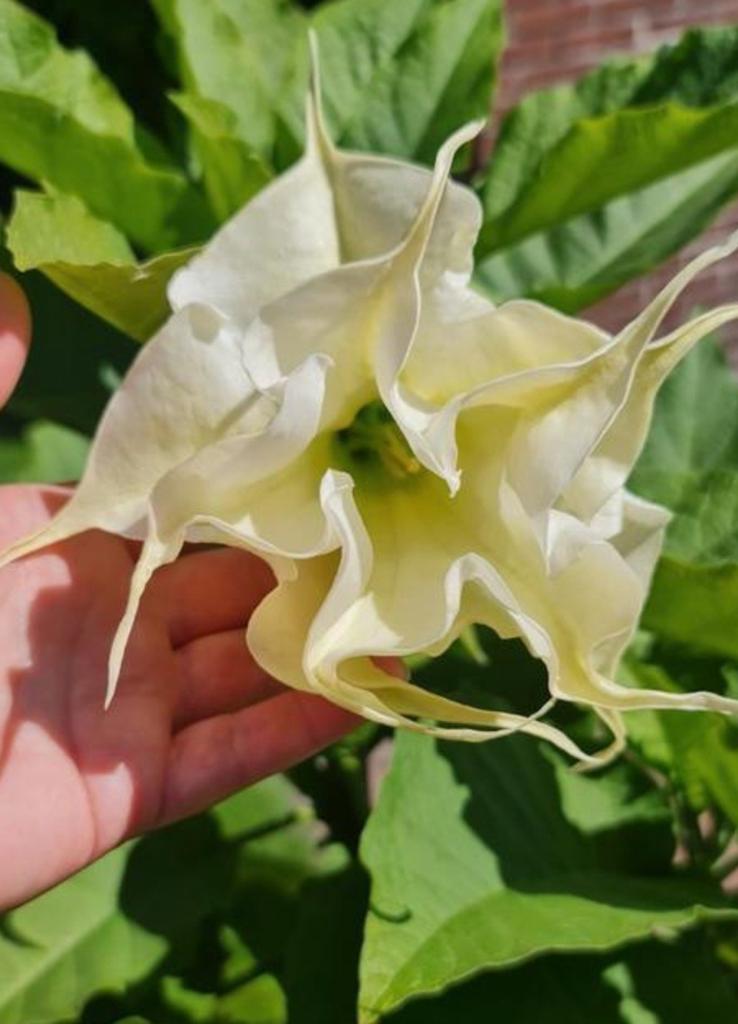 Brugmansia Candida plena x Rosa traum, Tuin en Terras, Planten | Tuinplanten, Ophalen, Overige soorten, Volle zon