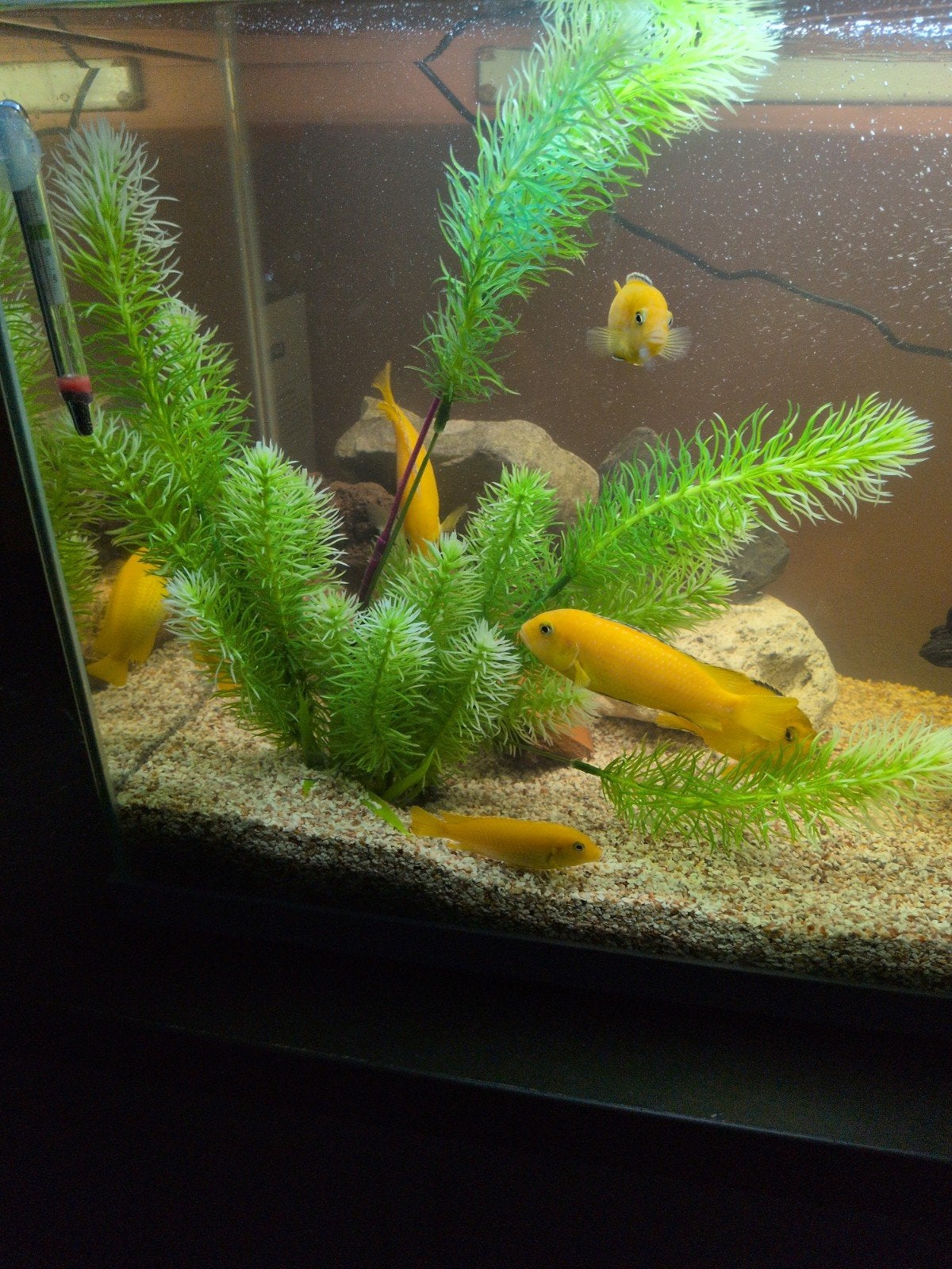 Yellow cichliden, Vis