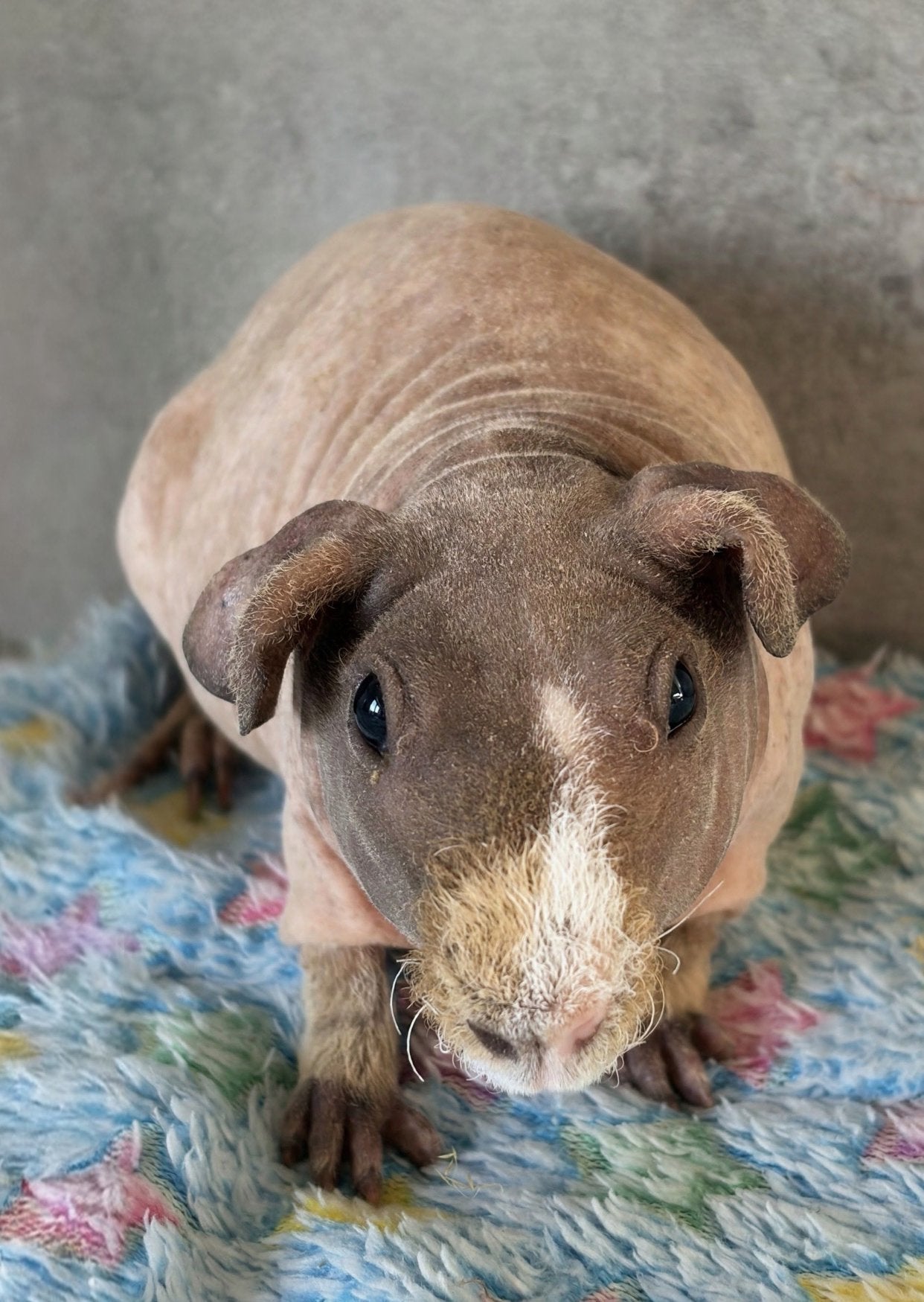 Cavia: Skinny/Weerwolfje (Beertje), Dieren en Toebehoren, Cavia, Augustus, Mannelijk, Tam