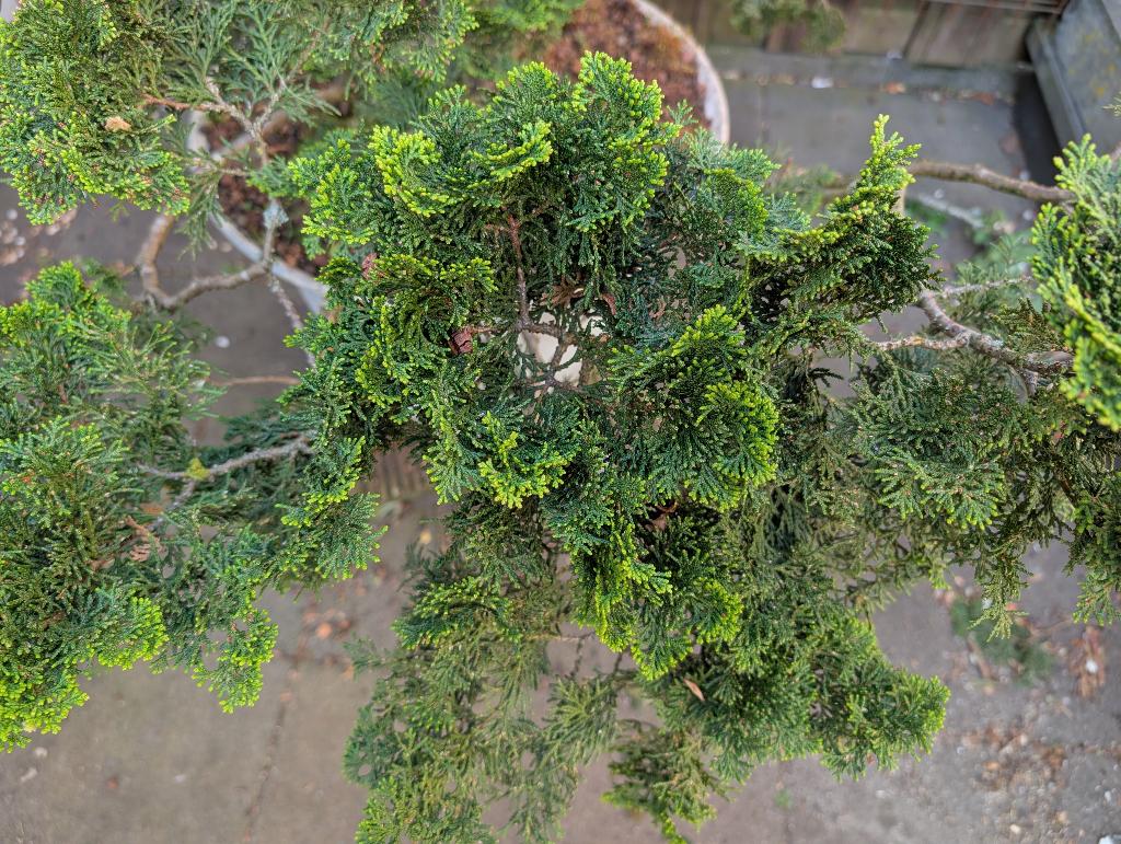 Jeneverbes-bonsai, Volle zon, Vaste plant, Bloeit niet, Ophalen