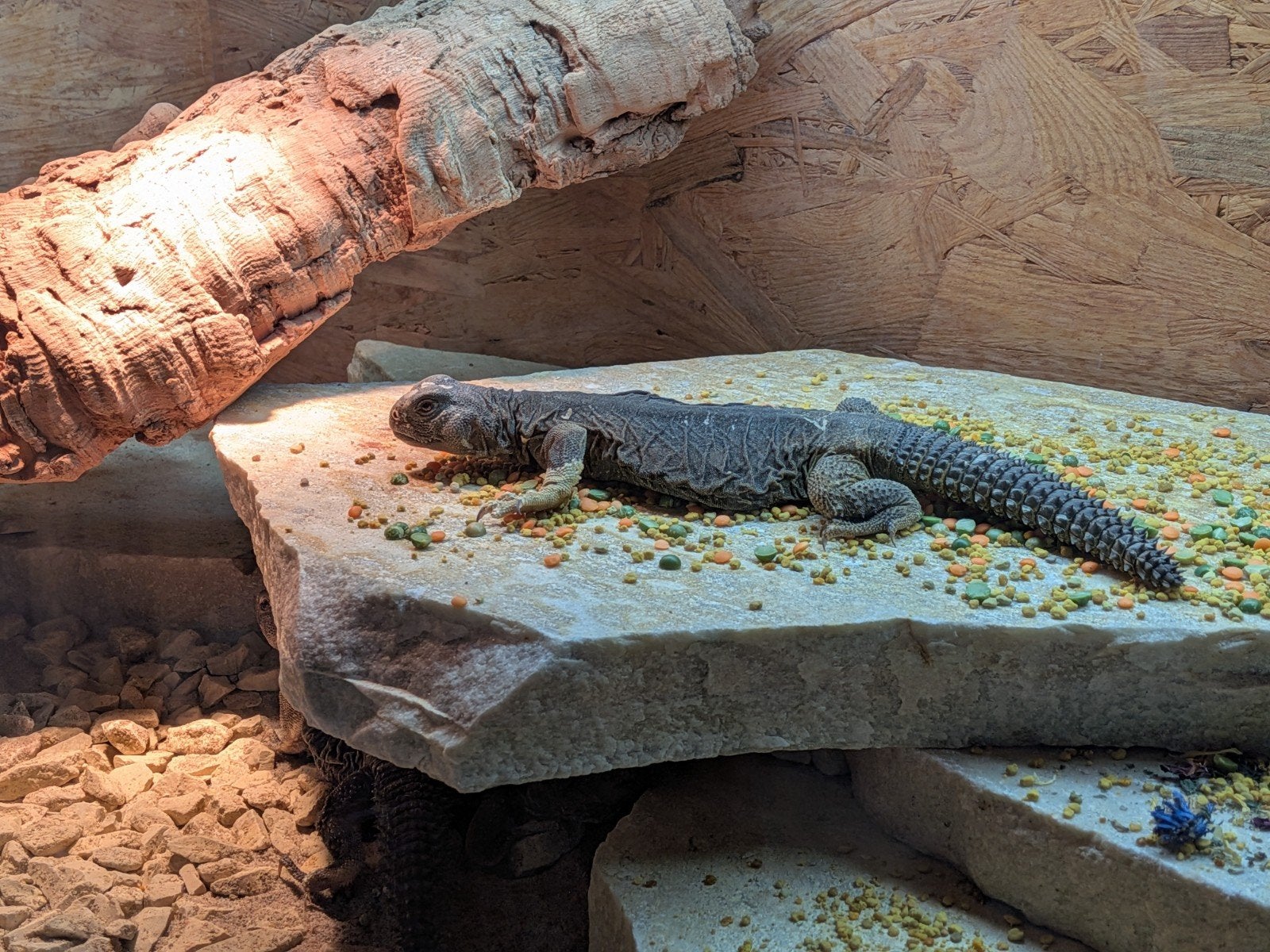 uromastyx, xenagama Taylori, pogona vitticeps Bearded Dragon photo 5