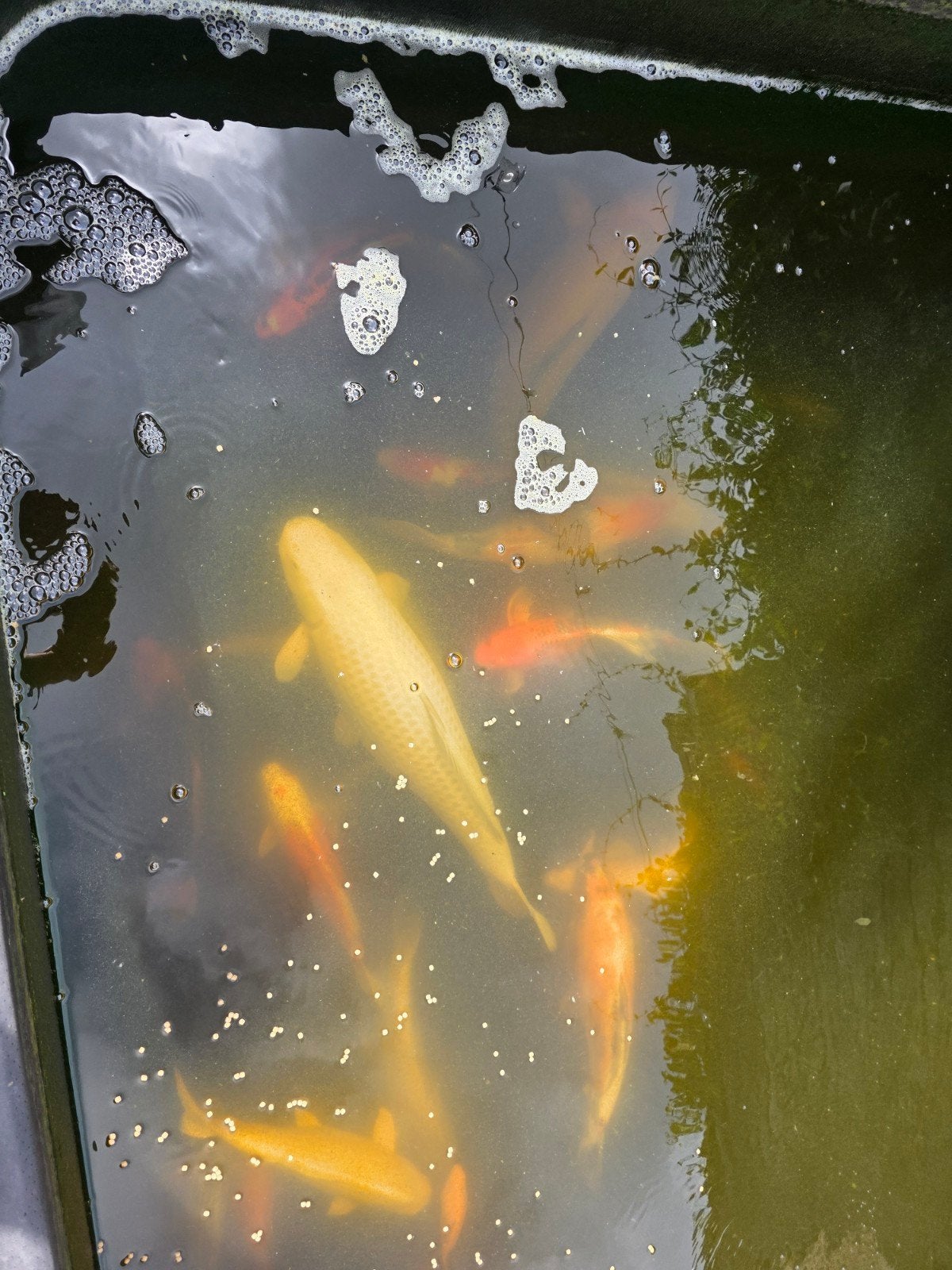 +/- 20 koi's te koop aangeboden., Dieren en Toebehoren, Karper of Koi