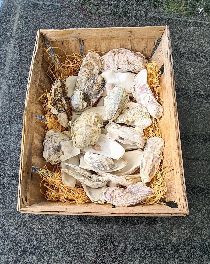 Originele Zeeuwse oestermand met ca. 30 oesters, Verzamelen, Ophalen of Verzenden, Schelp(en)