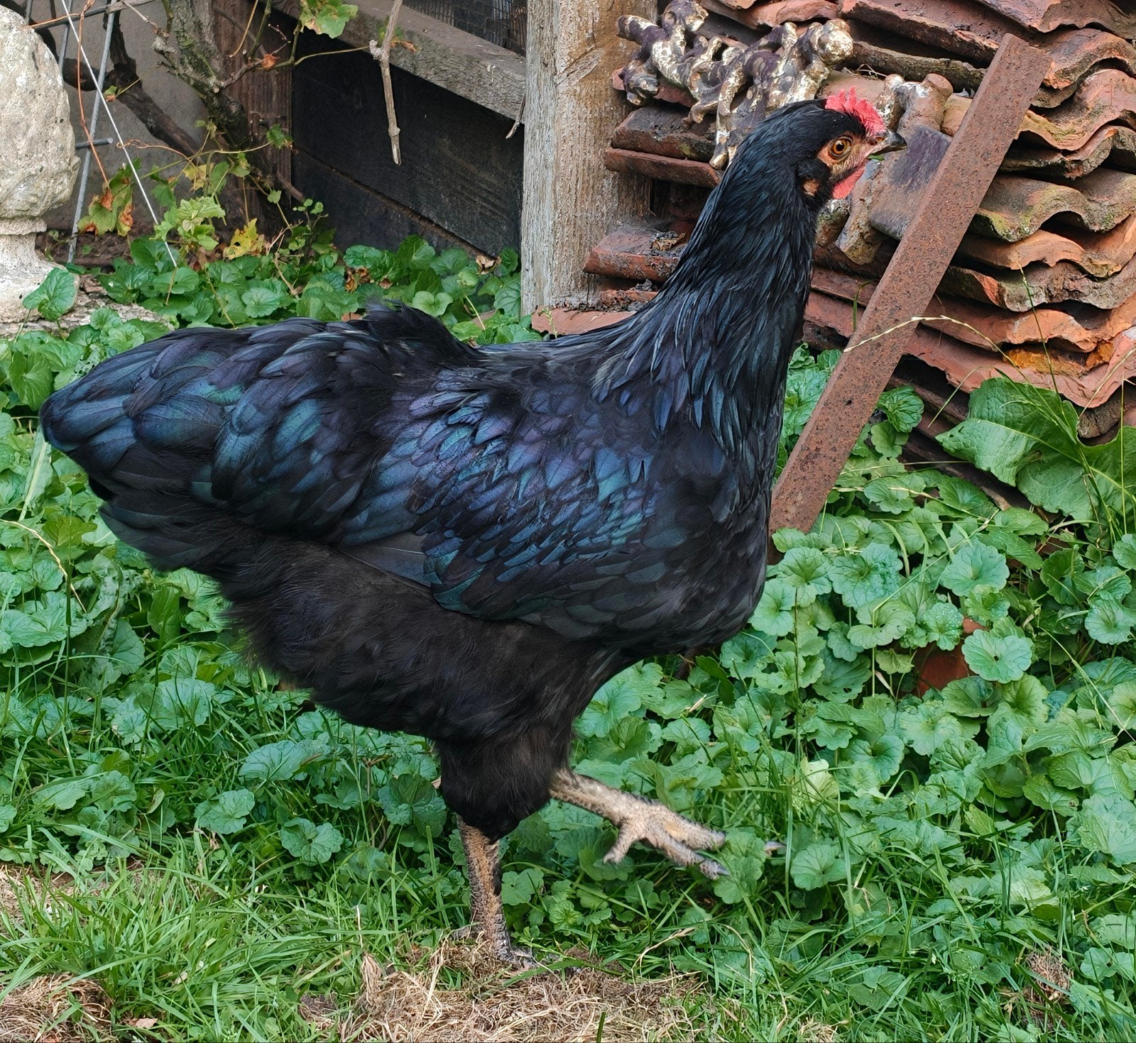 3 prachtig Orpington hanen in wording, Dieren en Toebehoren, Pluimvee, Mannelijk, Kip