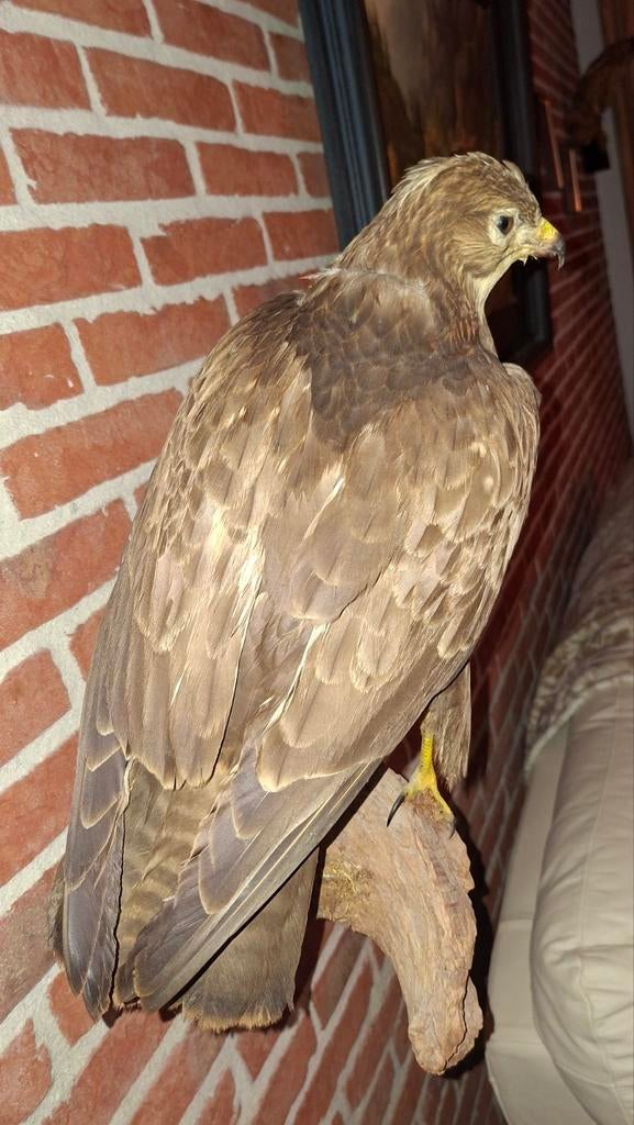 Opgezette buizerd, Ophalen, Beeldje of Figuurtje