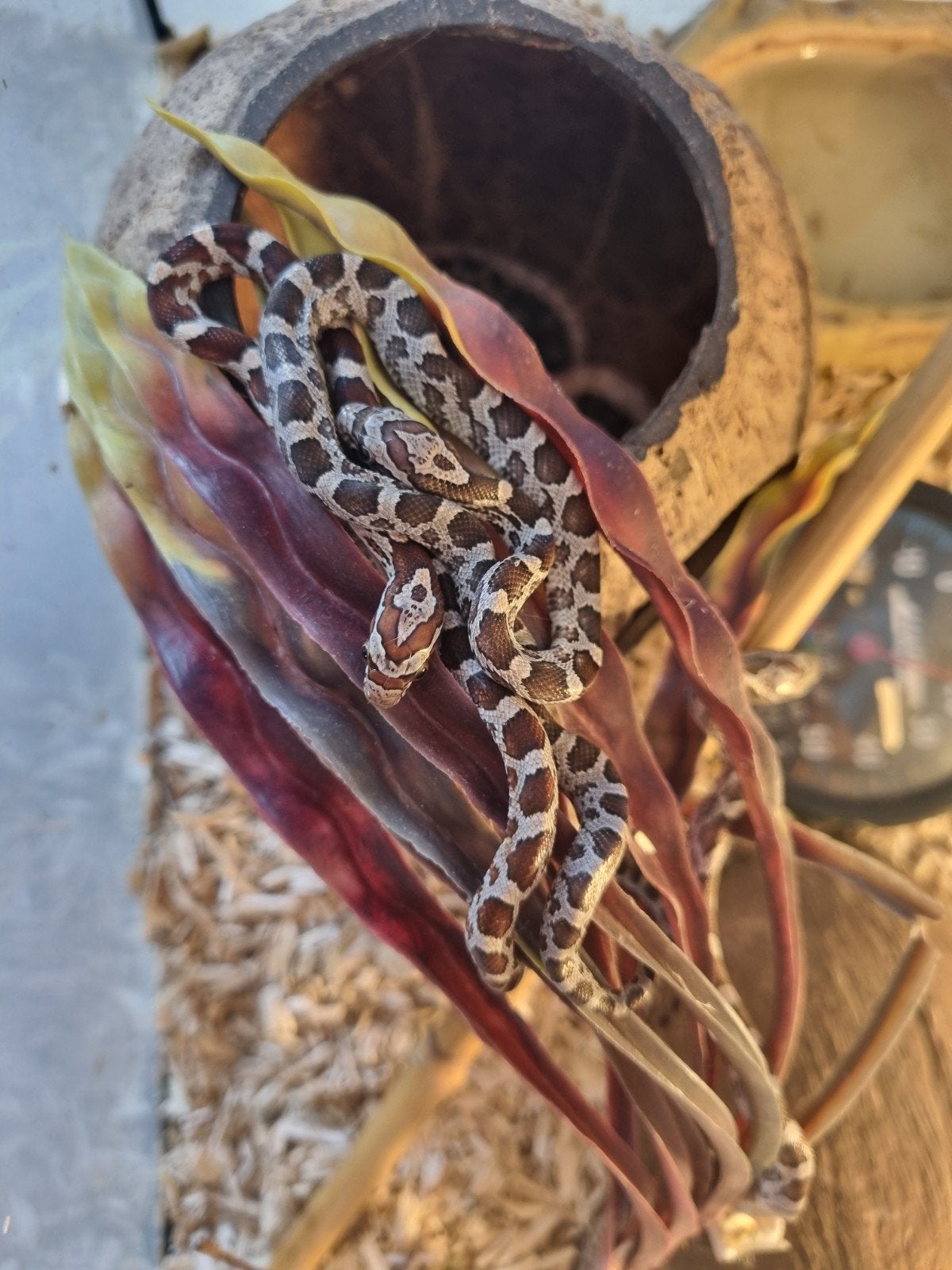 14 jonge rattenslangen te koop – diverse kleuren Rat Snake - unknown for sale from Elena