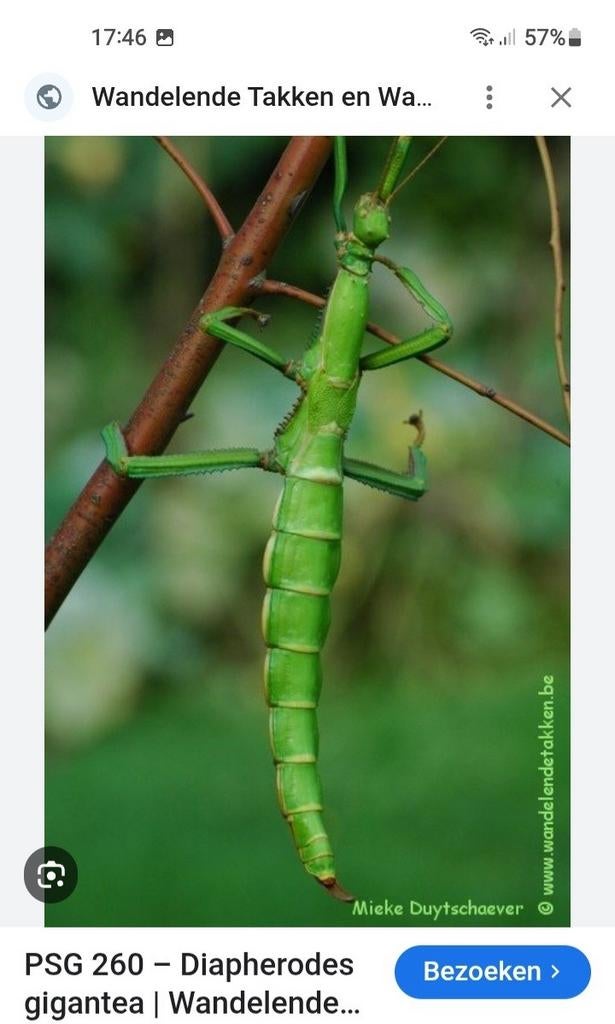 Nimfen van de wandelende takken Diapherodes Gigantea, Wandelende tak
