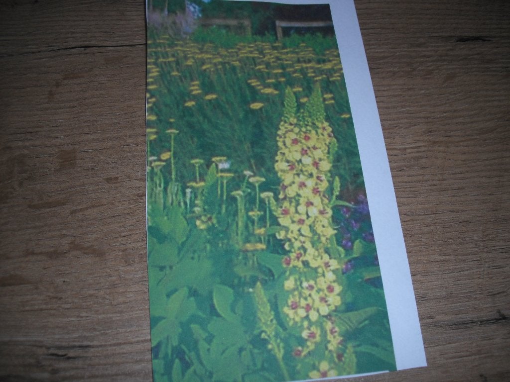Toorts (Verbascum) planten - Gele bloemen, Tuin en Terras, Volle zon, Vaste plant, Zomer, Ophalen