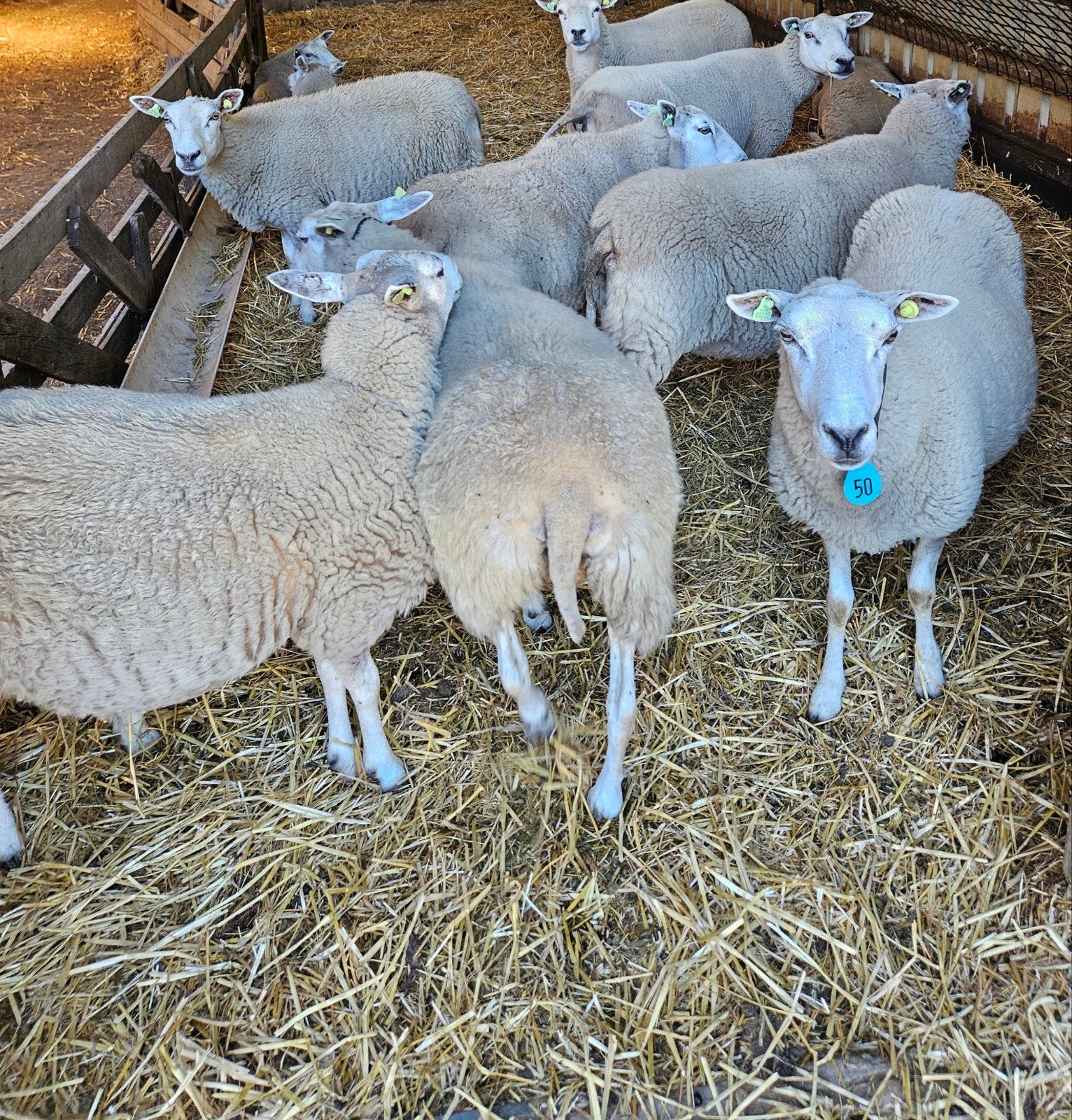 fokschapen swifter, Dieren en Toebehoren, Schapen, Geiten en Varkens