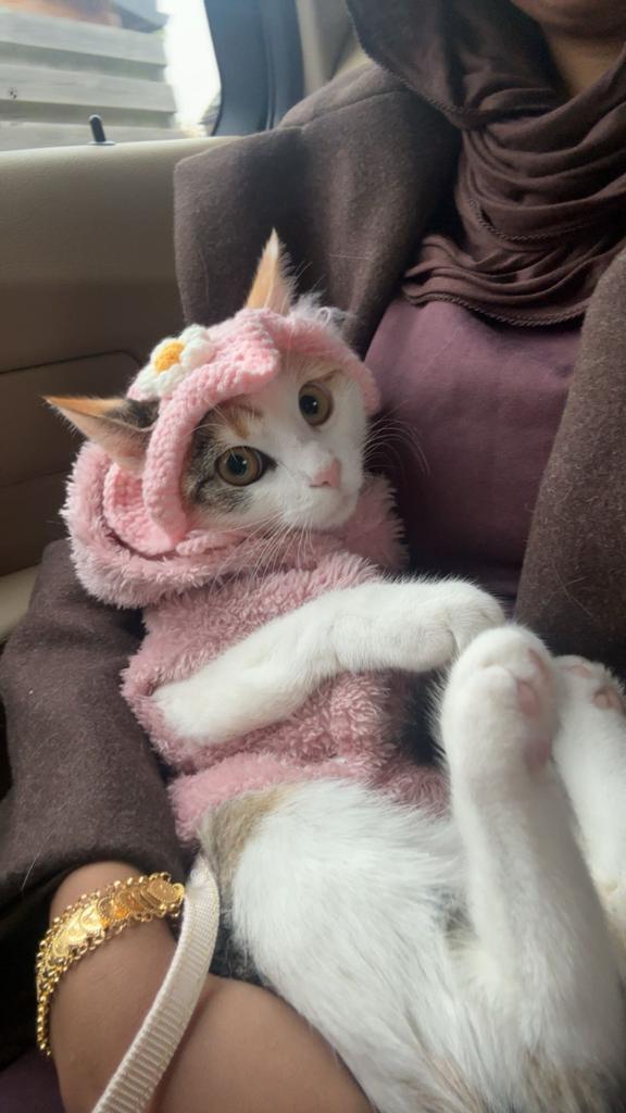 Europees kat - 1 jaar oud - Wit, Oranje en zwart kleur, Dieren en Toebehoren, Katten en Kittens | Overige Katten, Poes, Kortharig