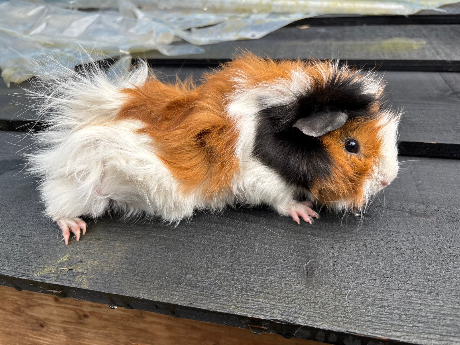 Cavia beer (5 maanden), Februari, Mannelijk, Cavia