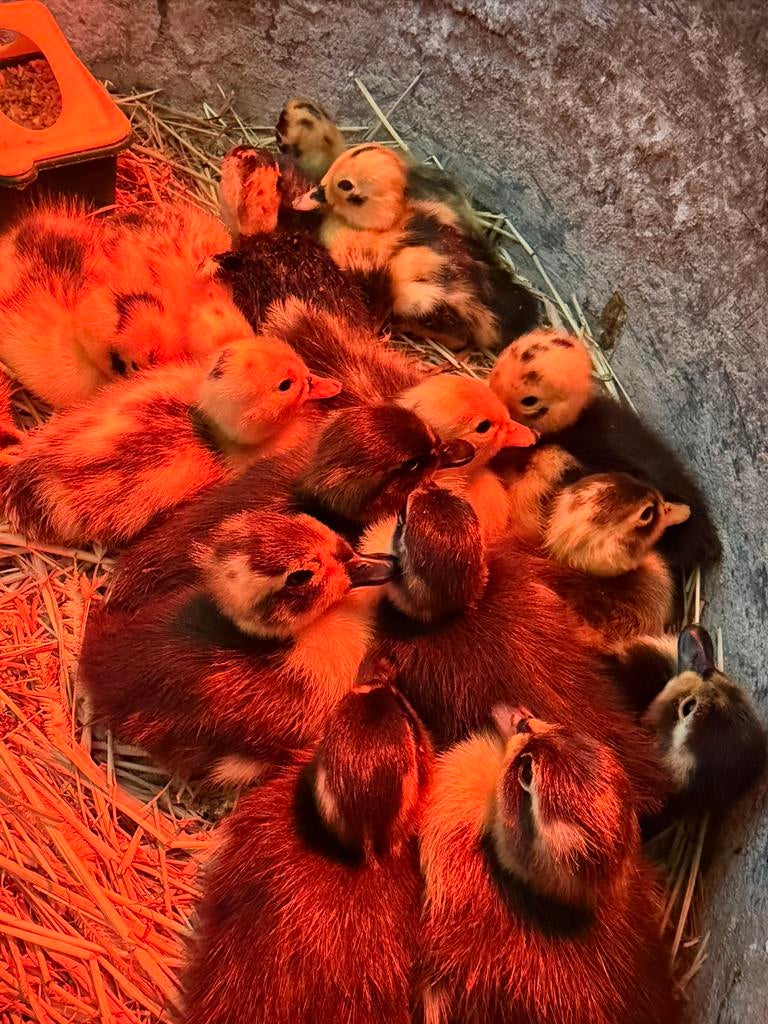 Lieve jonge eendjes  | week oud | Gezond & sterk, Dieren en Toebehoren, Meerdere dieren, Kip
