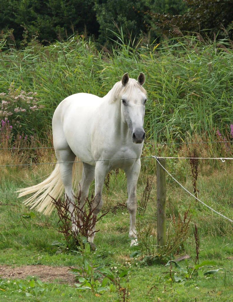 KWPN merrie met karakter en potentie voor recreatie/sport, Dieren en Toebehoren, Paarden, Merrie, Met stamboom, M, 11 jaar of ouder