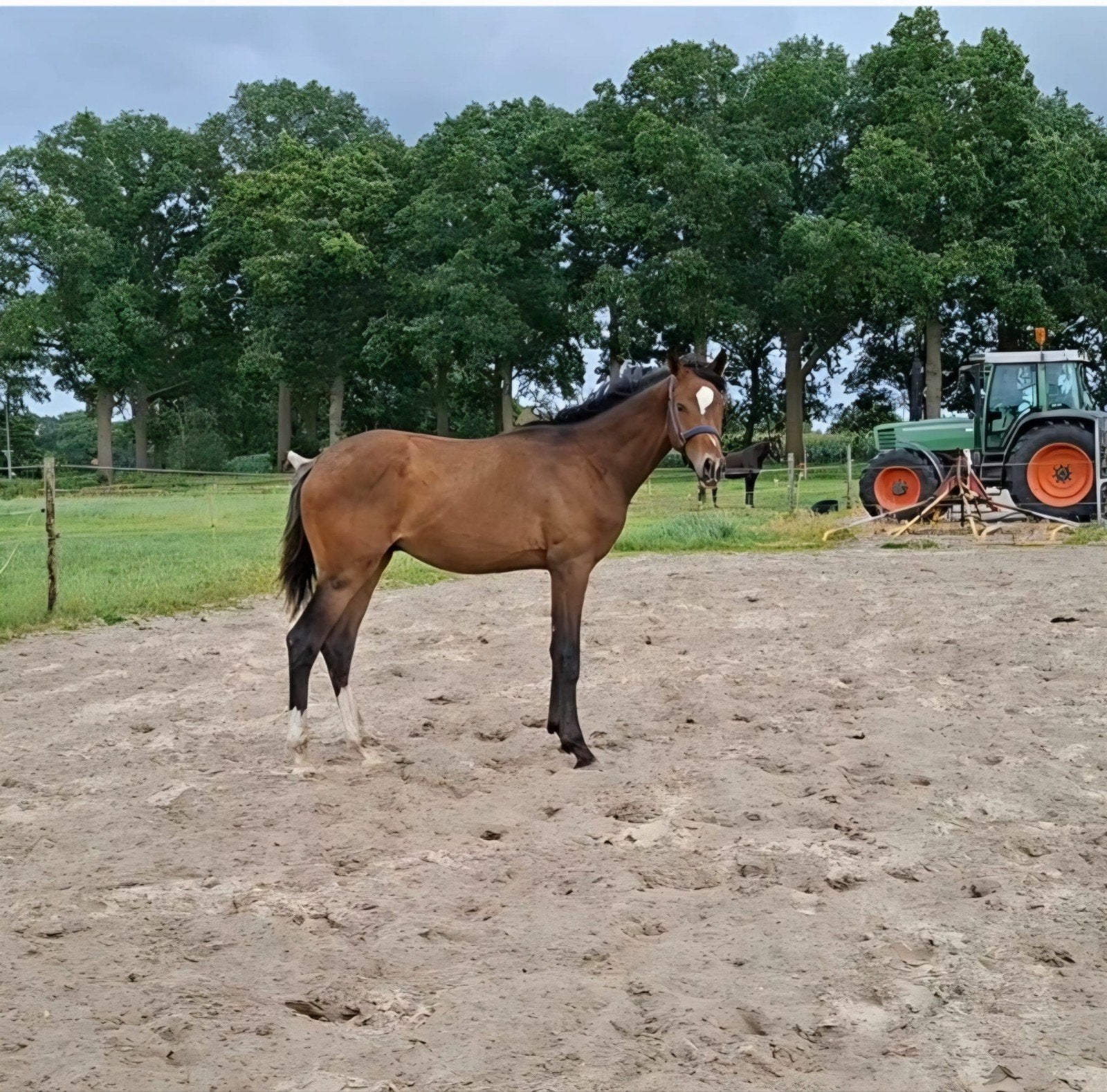 Mooie jaarling dressuur hengst, Dieren en Toebehoren, Pony's, Hengst, Met stamboom, 0 tot 2 jaar
