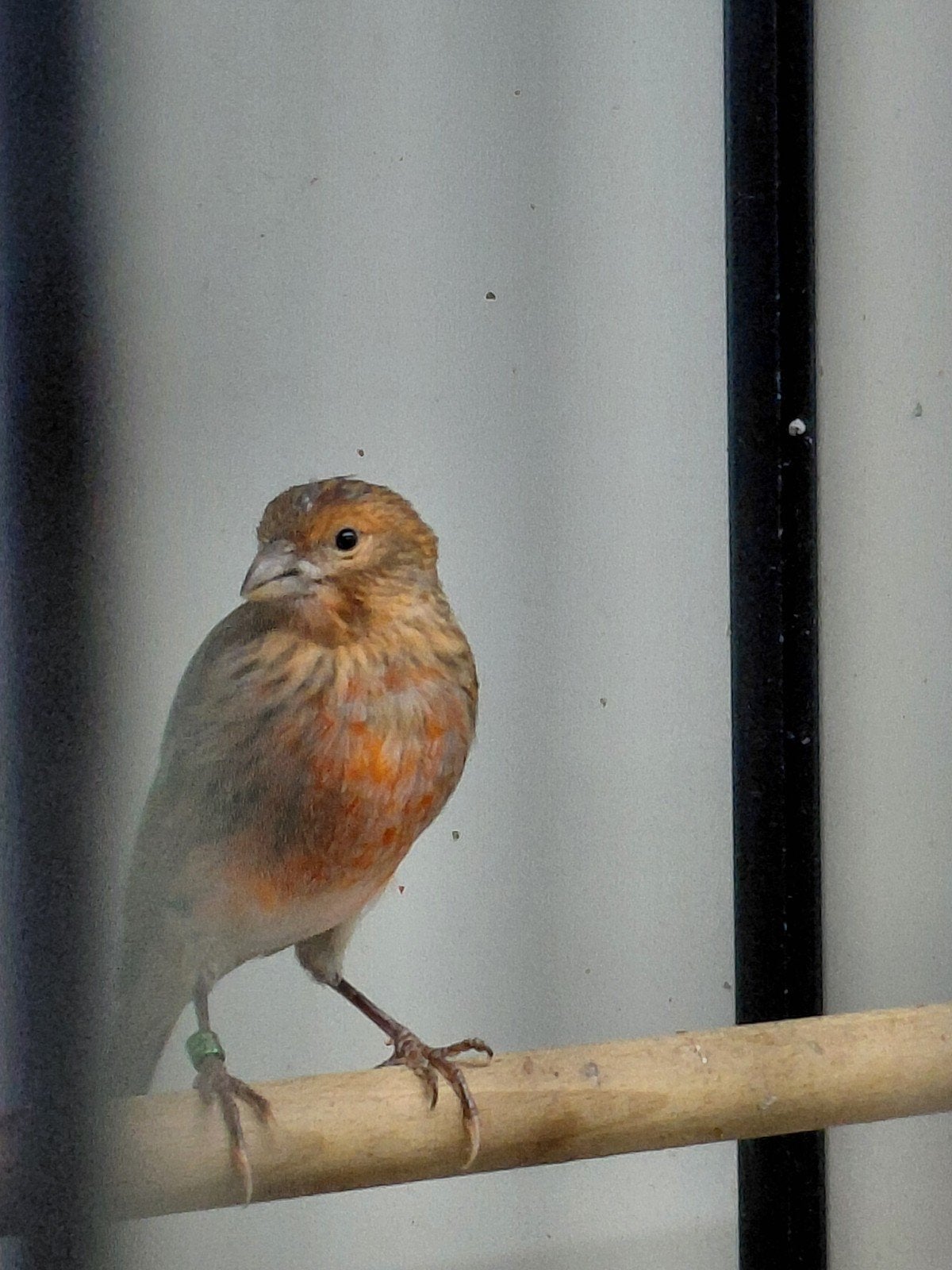 3 jonge kanaries, Dieren en Toebehoren, Vogels | Kanaries, Meerdere dieren, Kleurkanarie