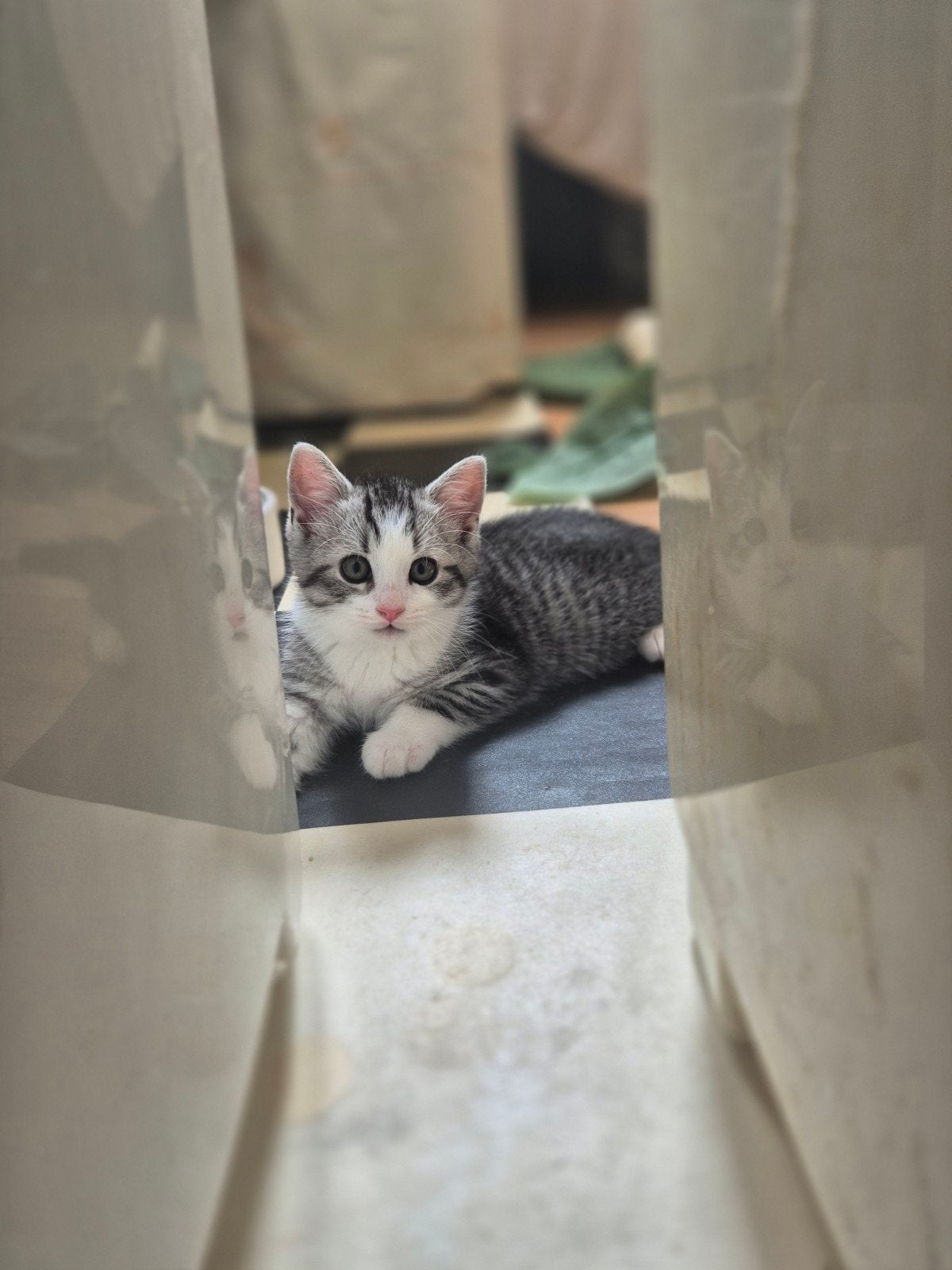 Katten en kattens