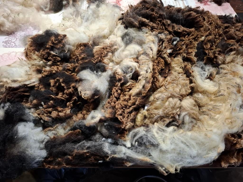 Ruwe vacht Bont schaap x Wall Schwarznase voor spinnen, Ophalen of Verzenden, Nieuw, Spinwol