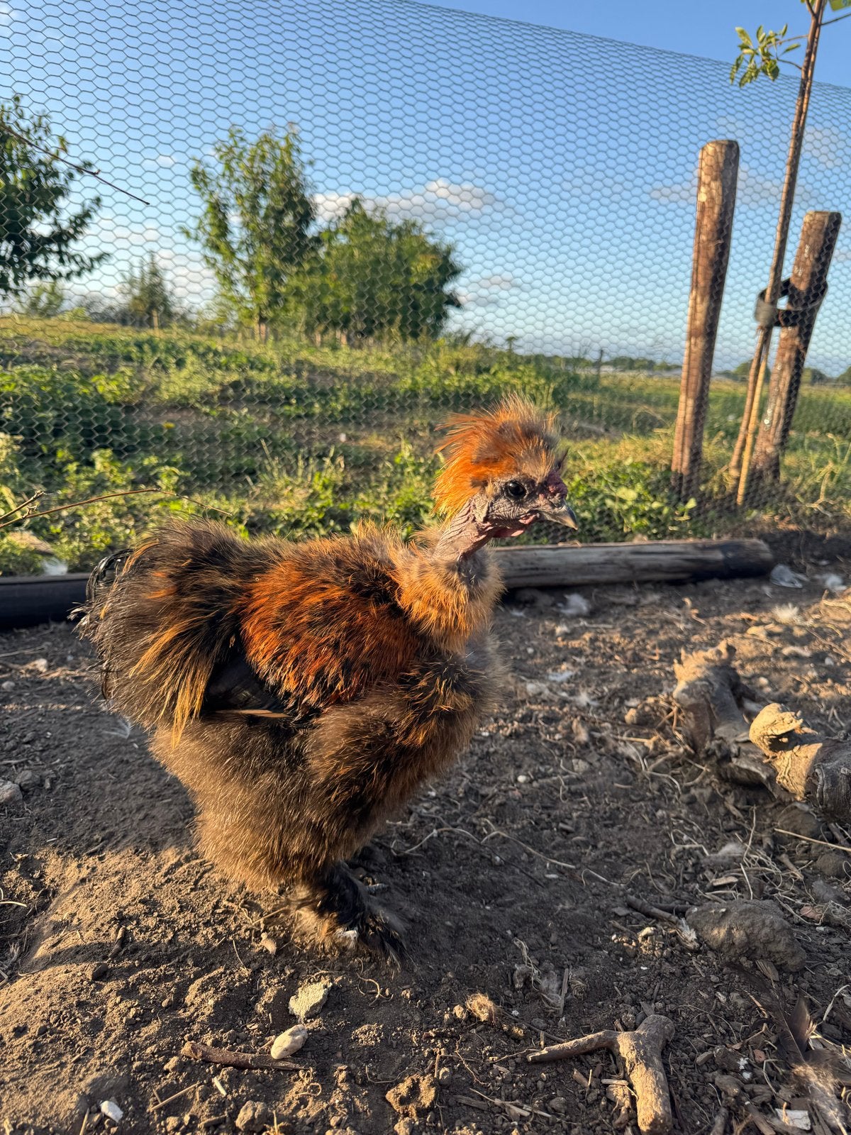 Naakthals zijdehoen haan, Dieren en Toebehoren, Mannelijk, Kip