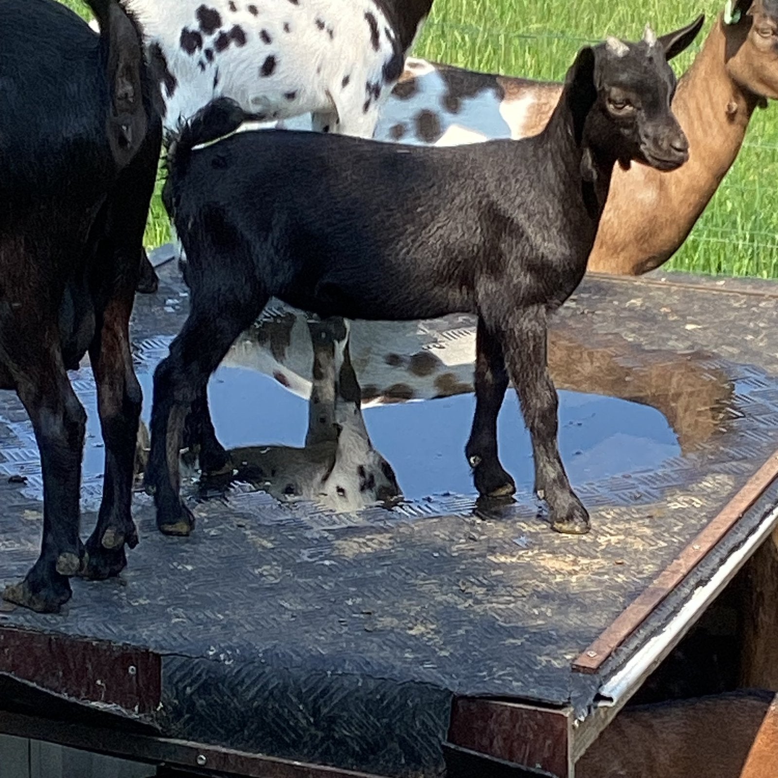 Dwerggeiten aangeboden, Dieren en Toebehoren, Meerdere dieren, Geit