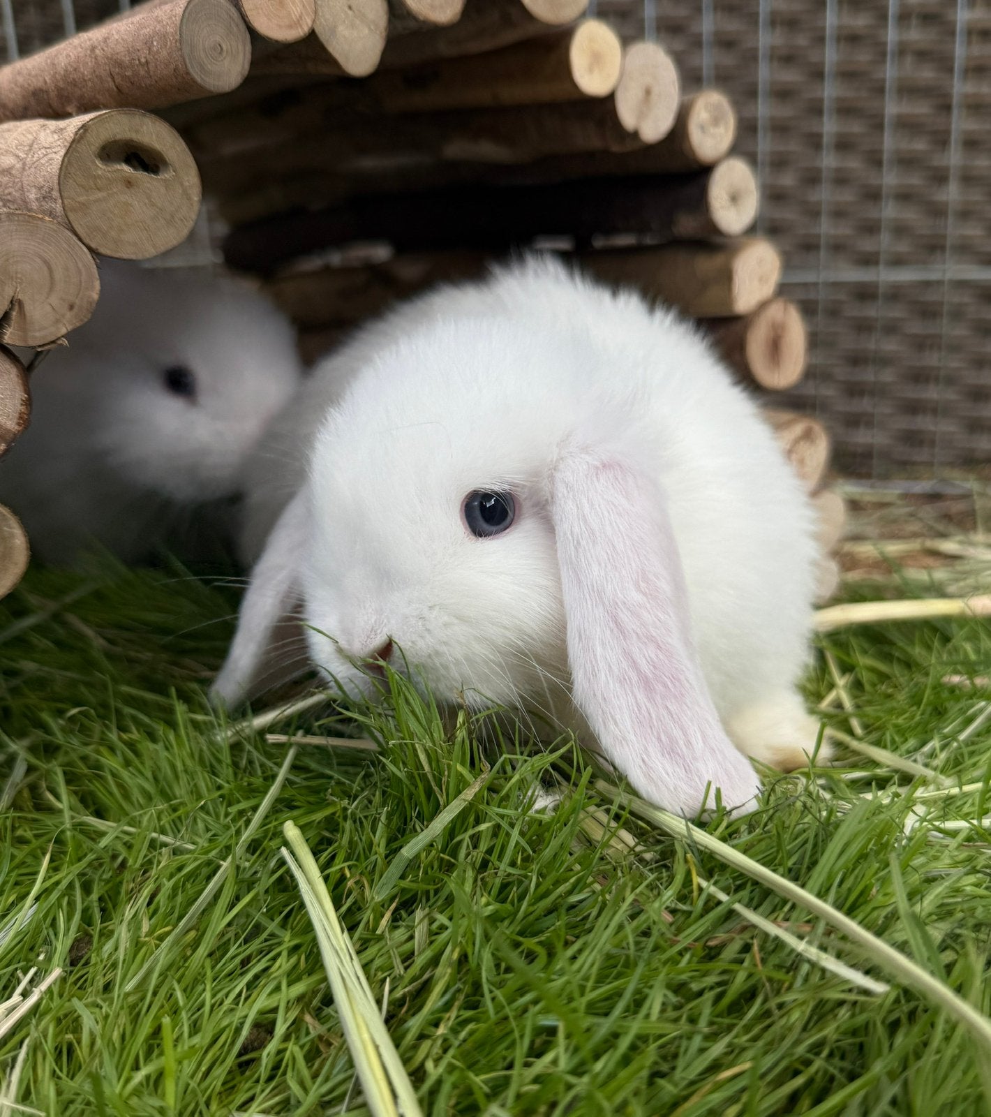 Lieve knuffel minilop konijn ram “Lofi” te koop., Dieren en Toebehoren, Mannelijk, Dwerg