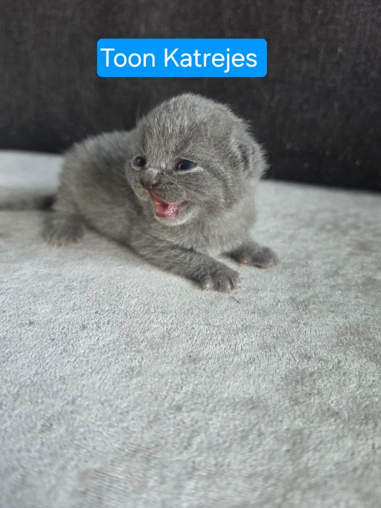 Britse Korthaar Kitten (Blauwe Raskatten ), Dieren en Toebehoren, Katten en Kittens | Raskatten | Korthaar, Kater, Met stamboom
