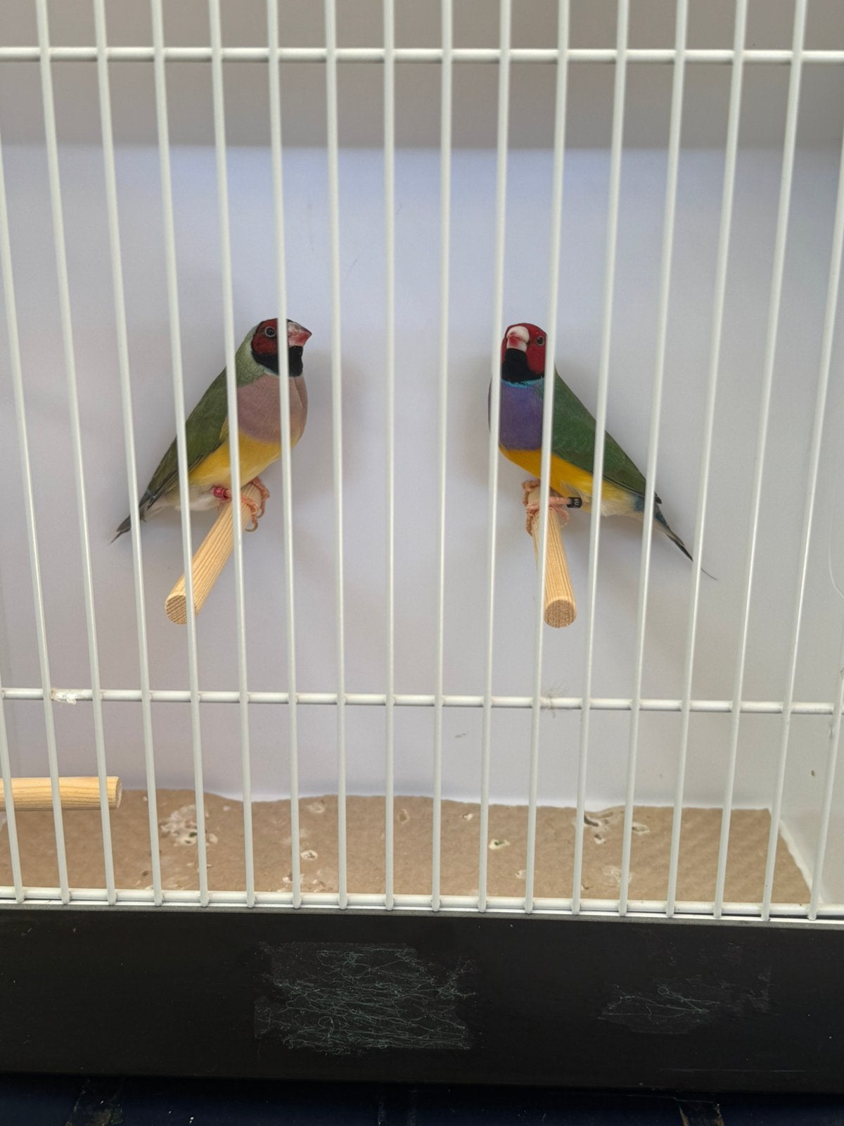 Gouldamadine, Dieren en Toebehoren, Vogels | Overige Vogels, Meerdere dieren, Tropenvogel, Geringd
