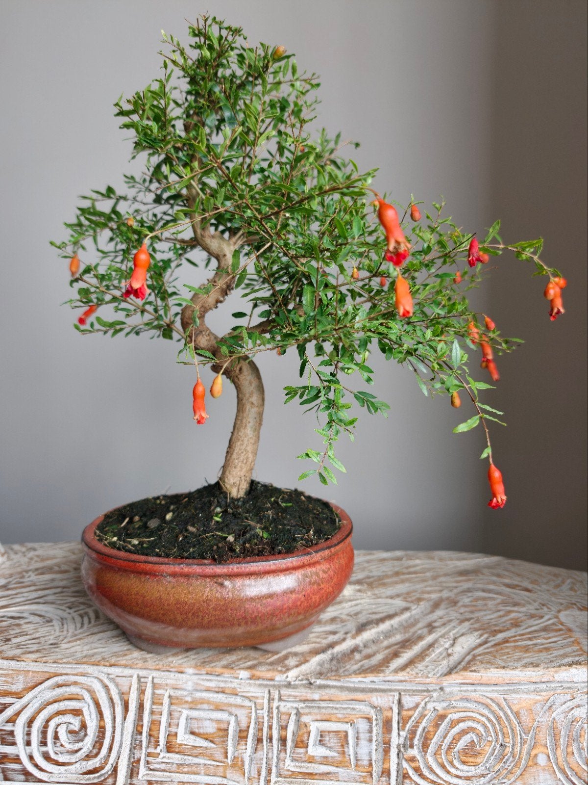 Granatum 'granaatappel' bonsai, Bloeit niet, Halfschaduw, Minder dan 100 cm, Overige soorten