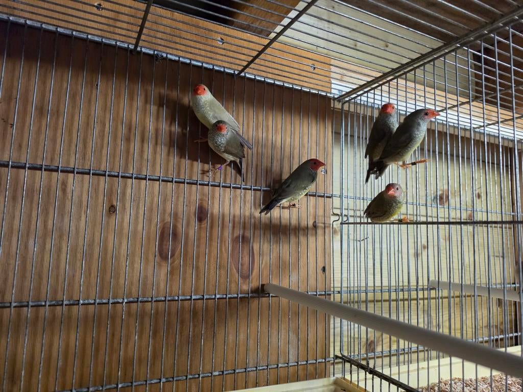2-2 koppel Binzeastrilde, Dieren en Toebehoren, Vogels | Overige Vogels, Meerdere dieren