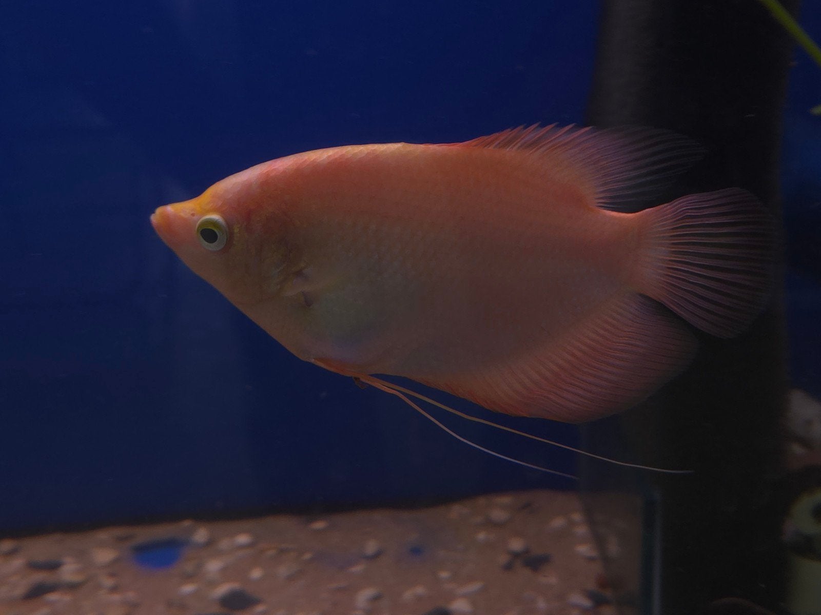 Reuze Gourami!, Dieren en Toebehoren, Vissen | Aquariumvissen, Vis