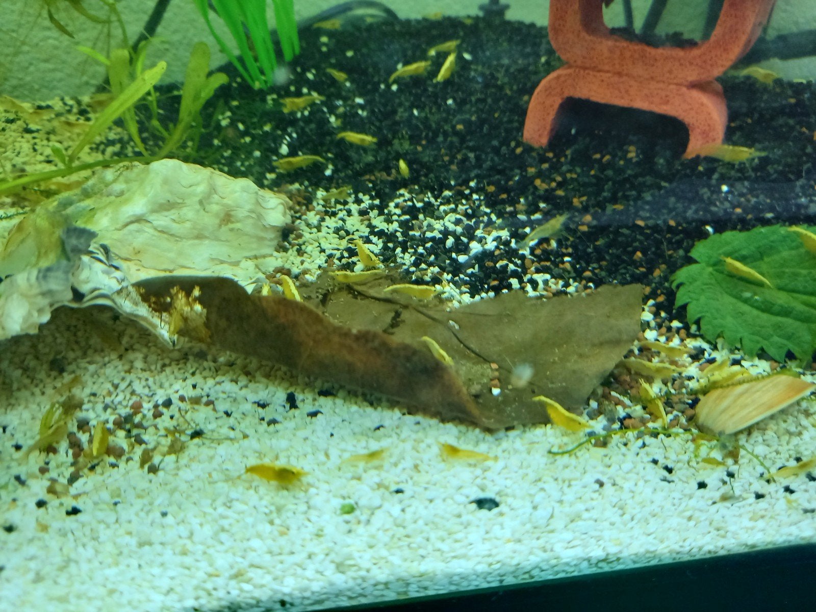Gele garnalen, Dieren en Toebehoren, Vissen | Aquariumvissen, Kreeft, Krab of Garnaal