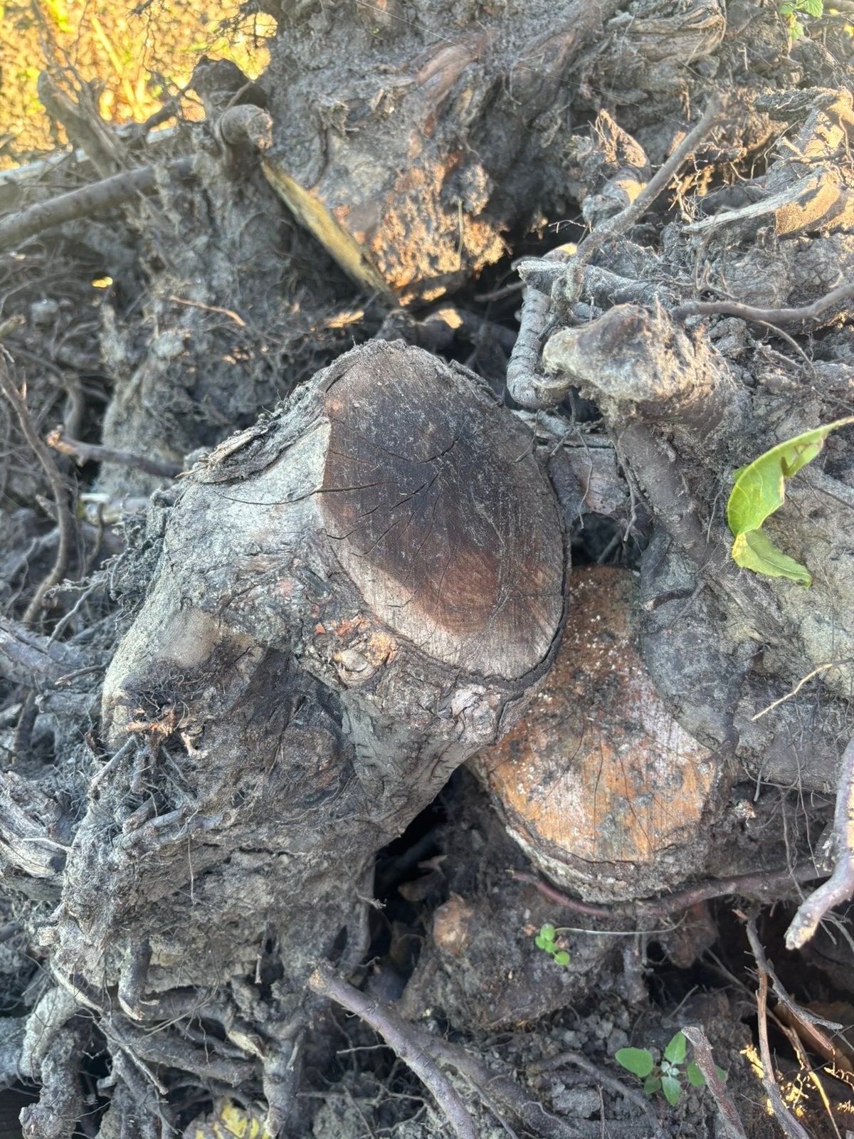 Te koop stronken van fruitbomen, 6 m³ of meer, Ophalen, Overige houtsoorten