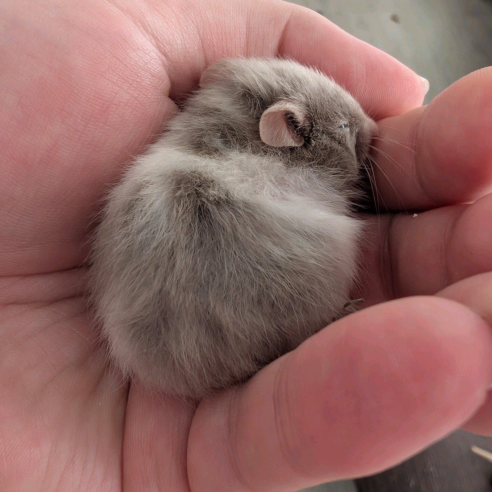 Goudhamster / Syrian Hamsters ASAP, Dieren en Toebehoren, Knaagdieren, Hamster, Mei, Meerdere dieren, Tam