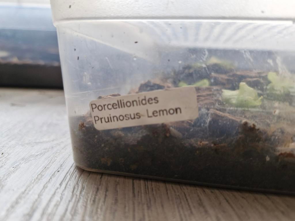 Porcellionides pruinosus "Lemon"